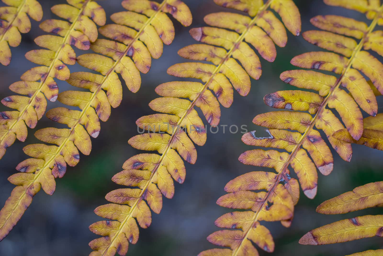 Natural diagonal structure of textured and ornamental dry yellow fern bracken leaf