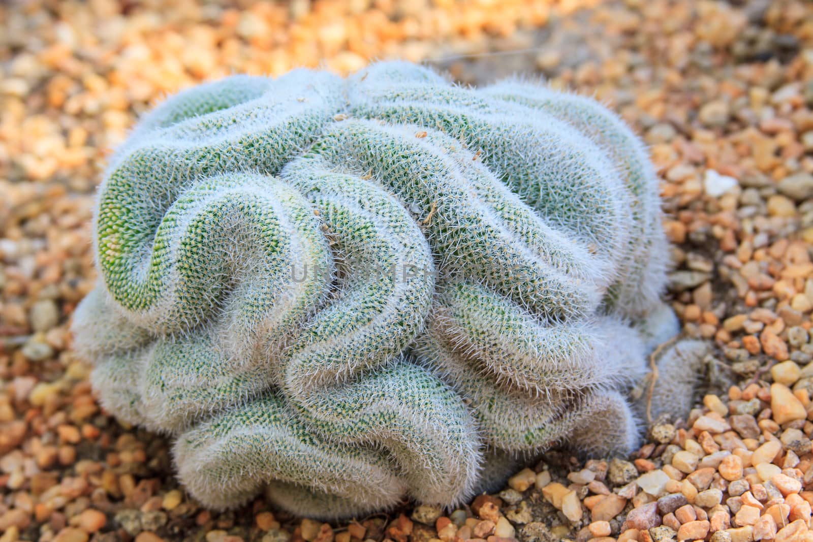 Cactus species coiled like a snake or brain by worrayuth
