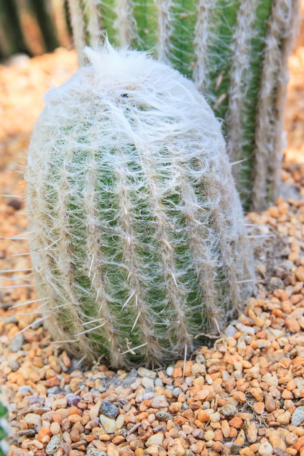 Close up of cactus with long thorns