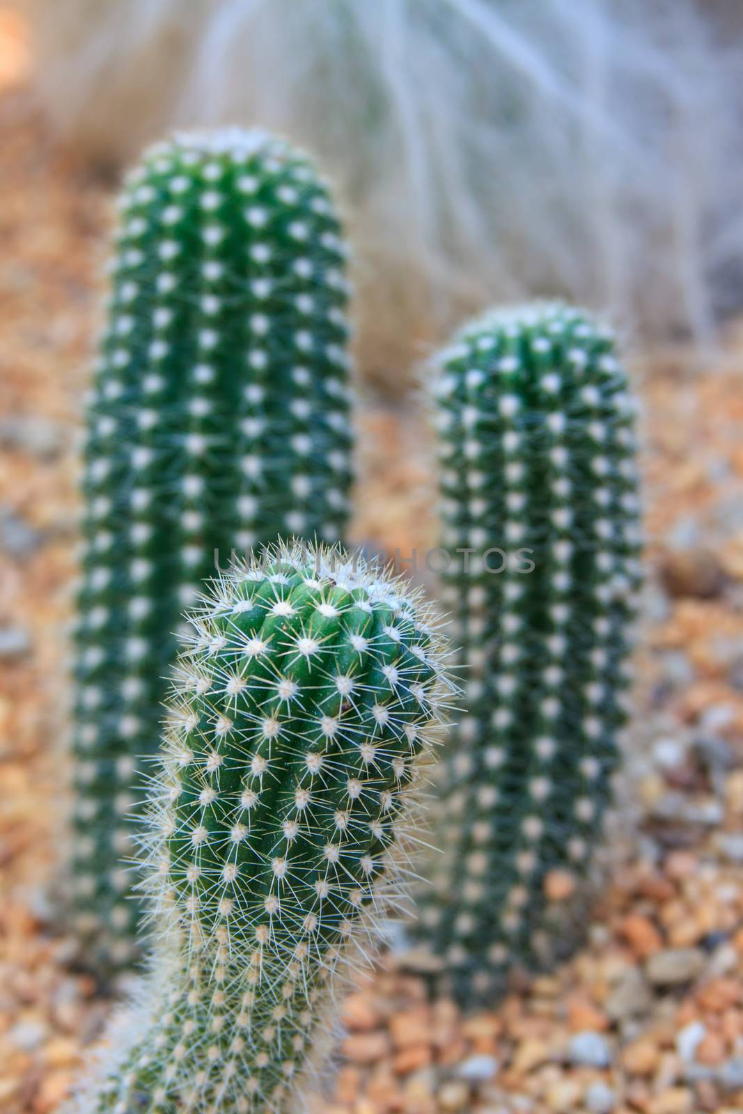 Close up of three cactus by worrayuth