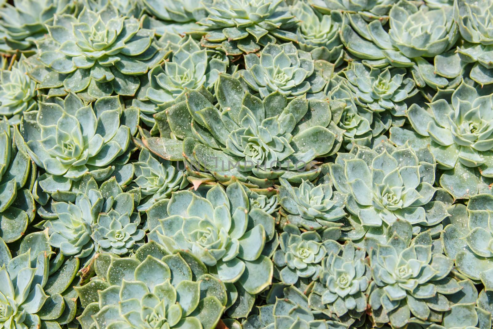 Different succulents and plants in flower dome