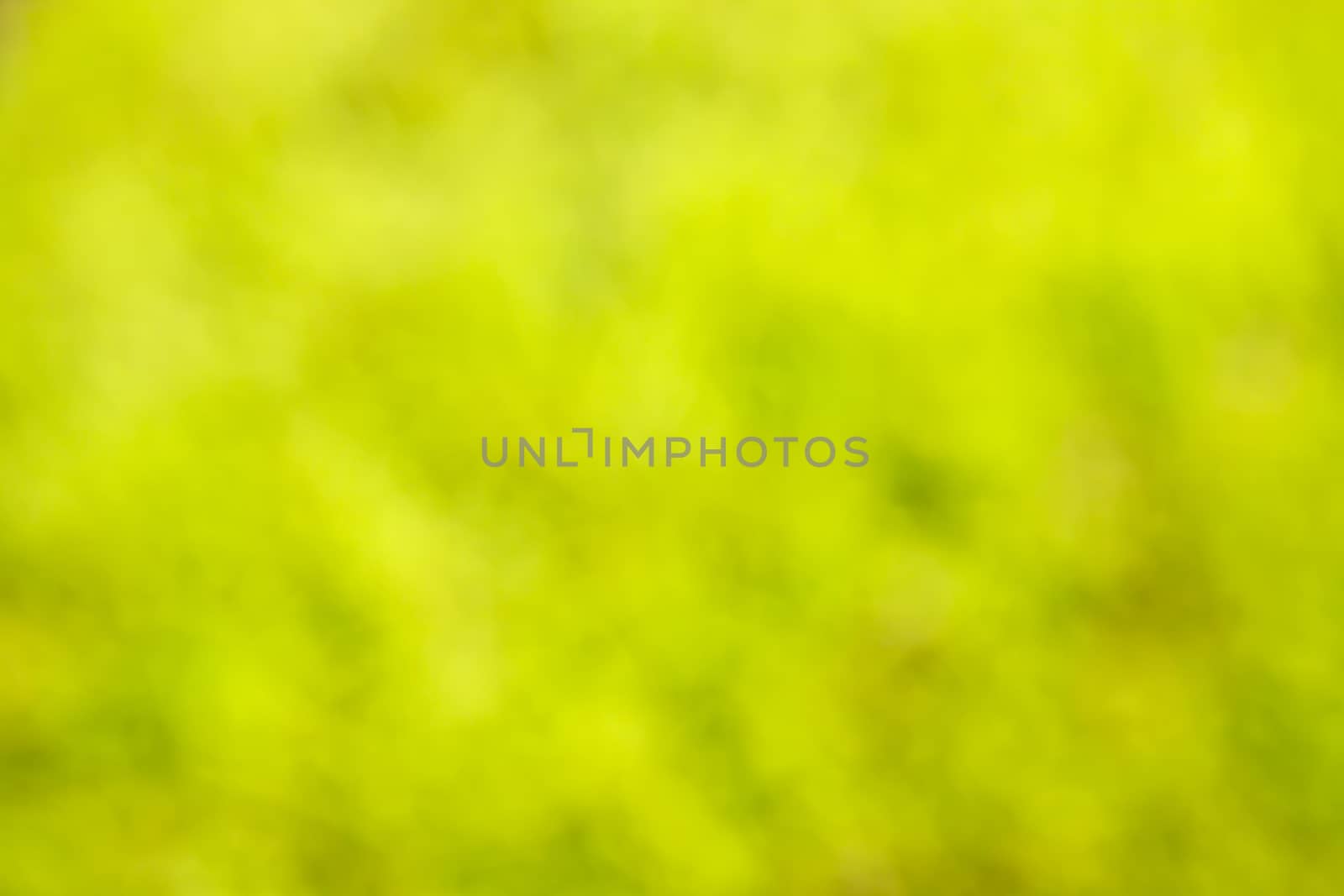 Summer blurred background of green and yellow colors