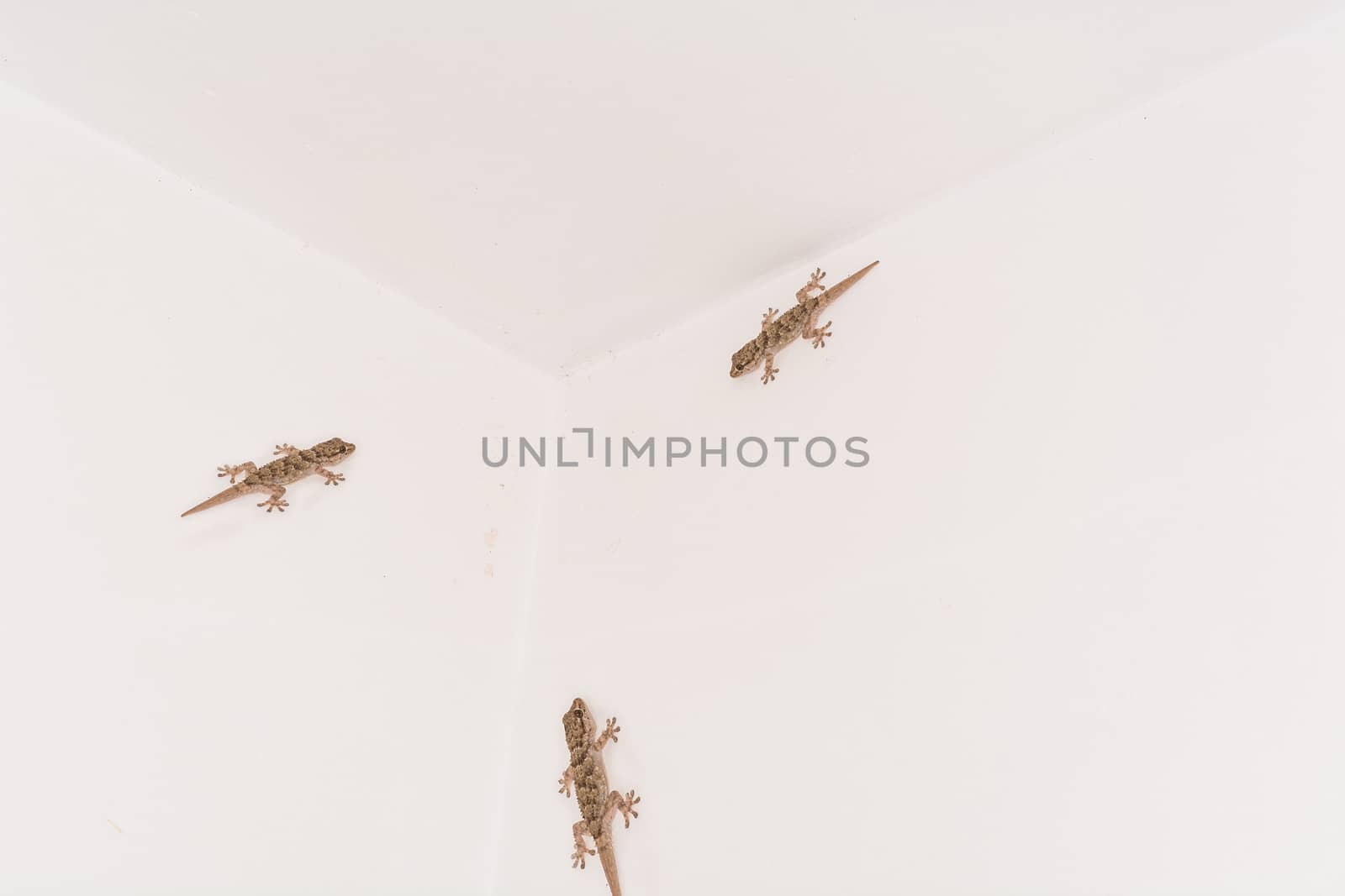 3 Geckos on a white wall. by JFsPic
