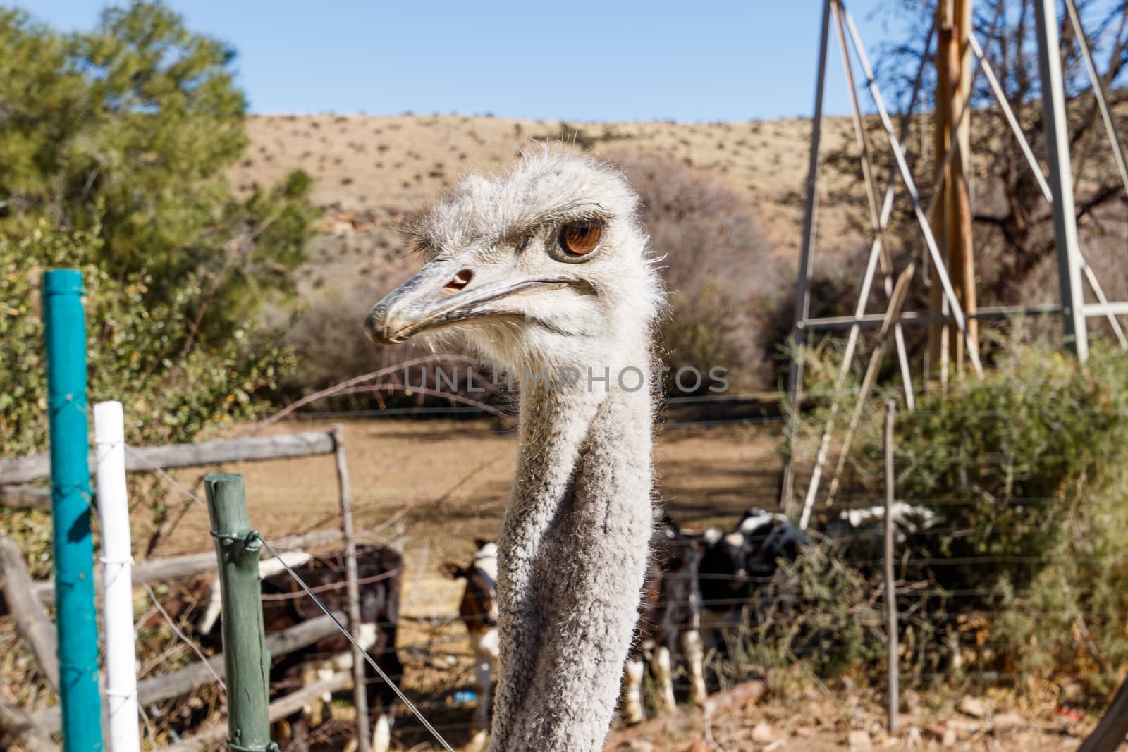 Ostrich behind a fience on a farm in Graaff-Reinet.