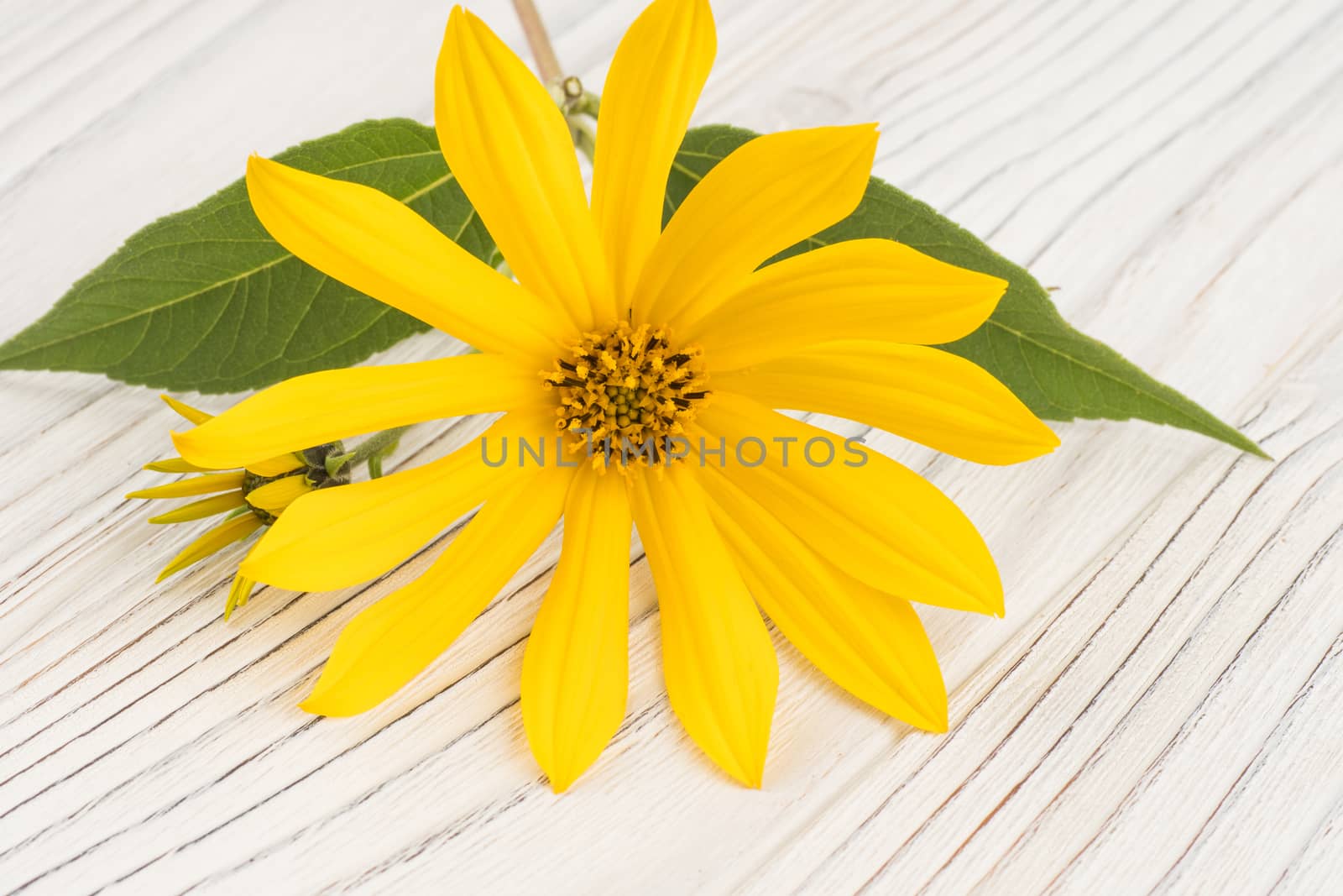 Yellow wild flower on white old wooden table.  by DGolbay
