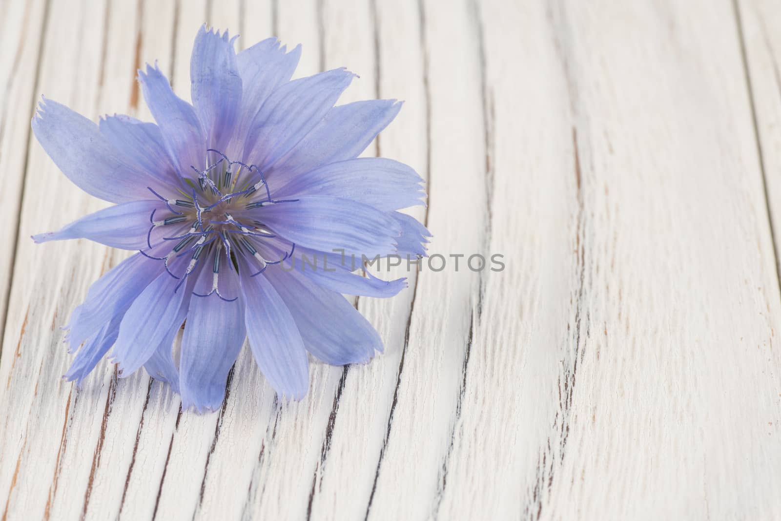 Lilac field flower on white old wooden table. Selective focus.
