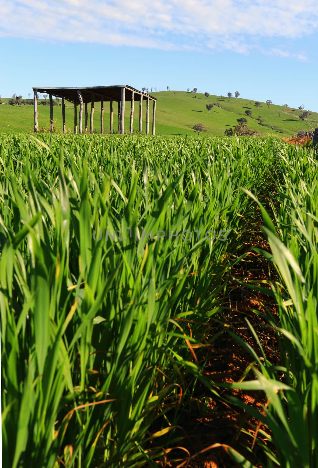 Young wheat growing in a field by lovleah