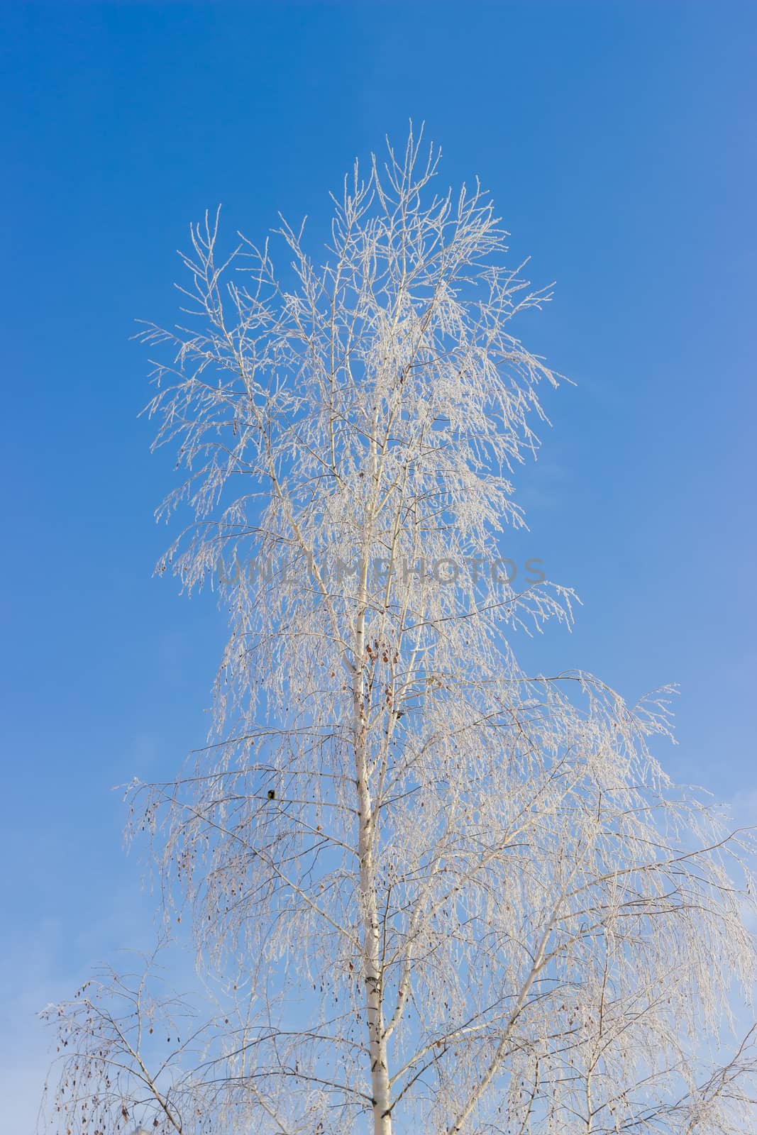 Top part of birch with branches, covered with frost on background of blue sky
