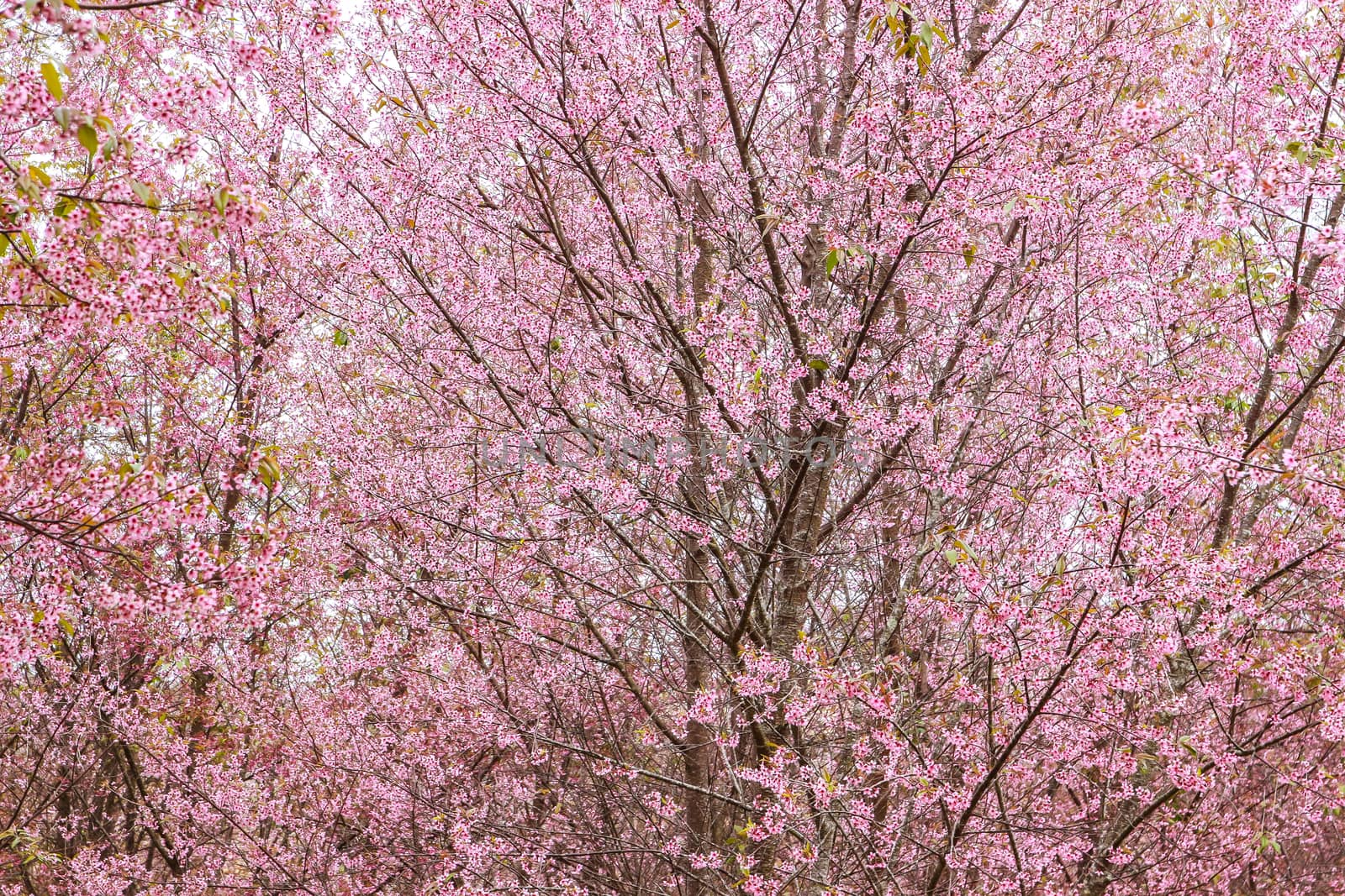 Beautiful cherry blossom flower and tree at Phu Lom Lo, Phitsanulok Thailand