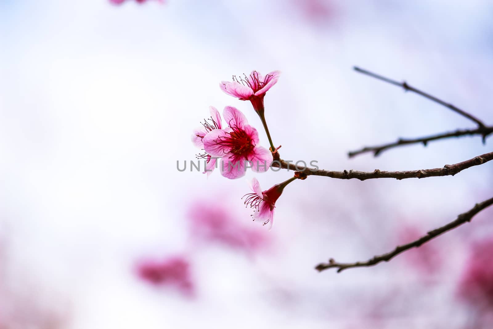 Beautiful cherry blossom flower and tree at Phu Lom Lo, Phitsanulok Thailand