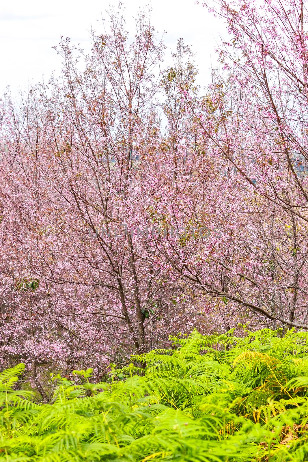 Beautiful cherry blossom tree and fern at Phu Lom Lo, Phitsanulok Thailand