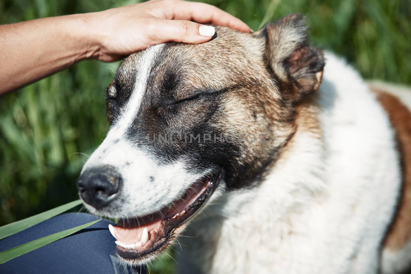 Human hand pampering dog