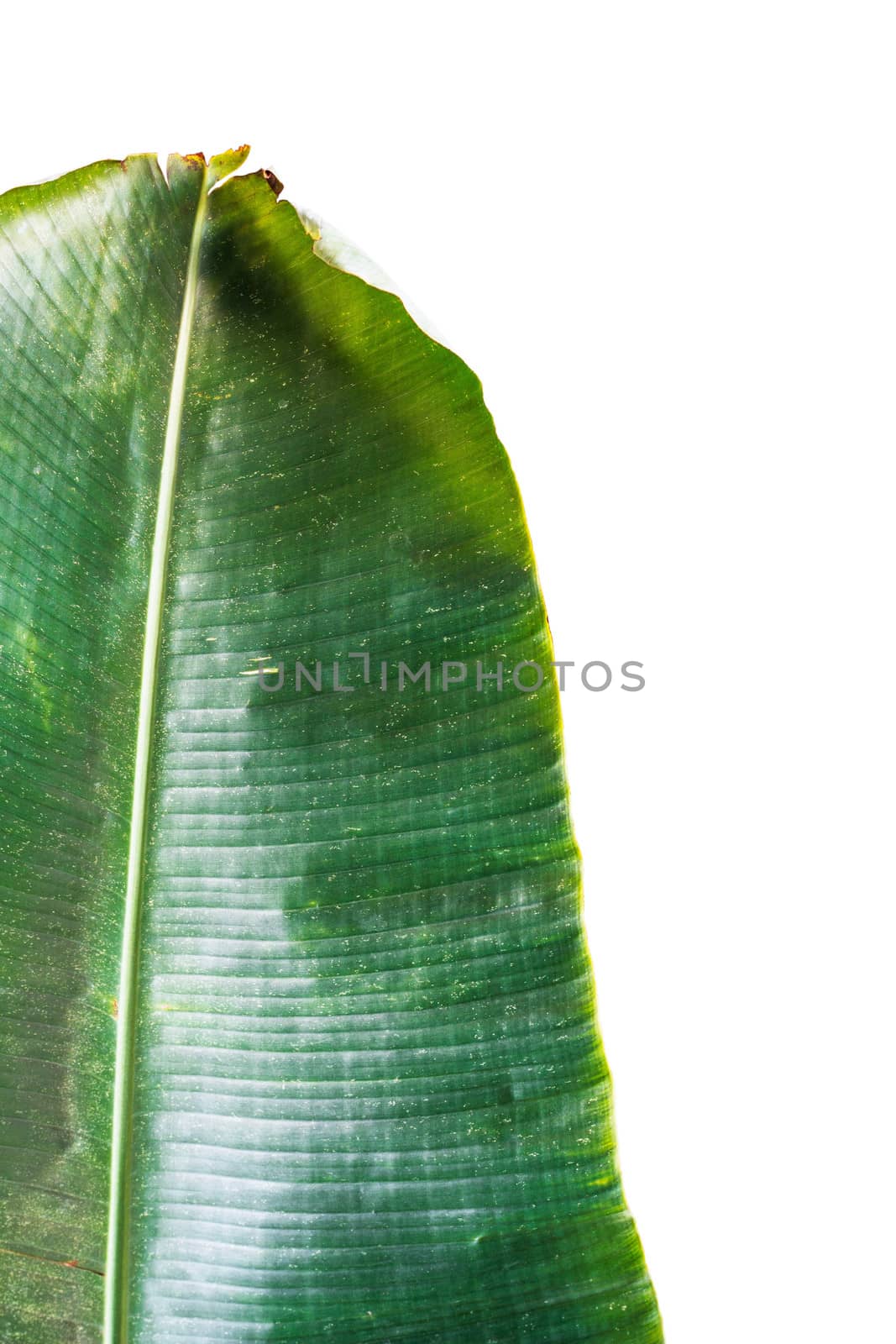 Green banana leaf on a white background.