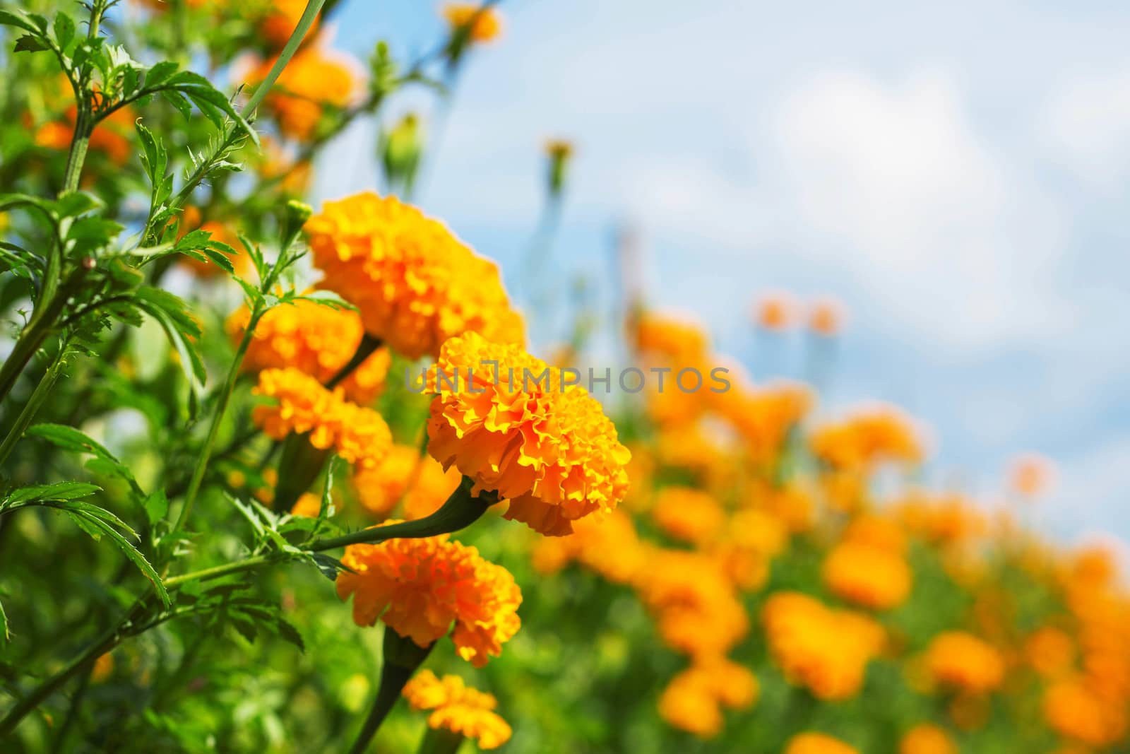 Beautiful of marigold with the sky in winter.