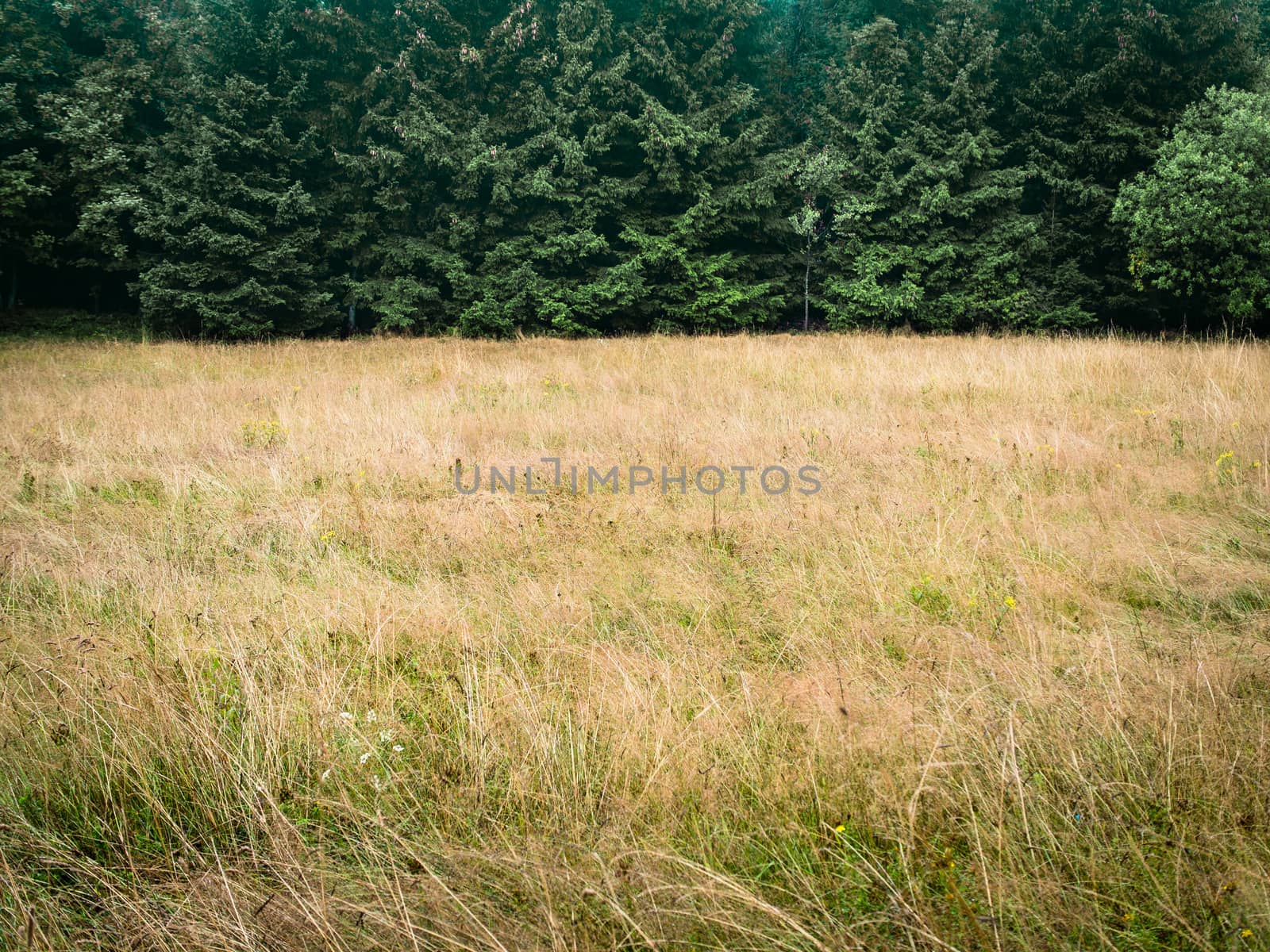 Forest trees and meadow, simple natural background backdrop, without sky, nearly just duo chrome or duotone, two-thirds, big copy space. low contrast in warm tones