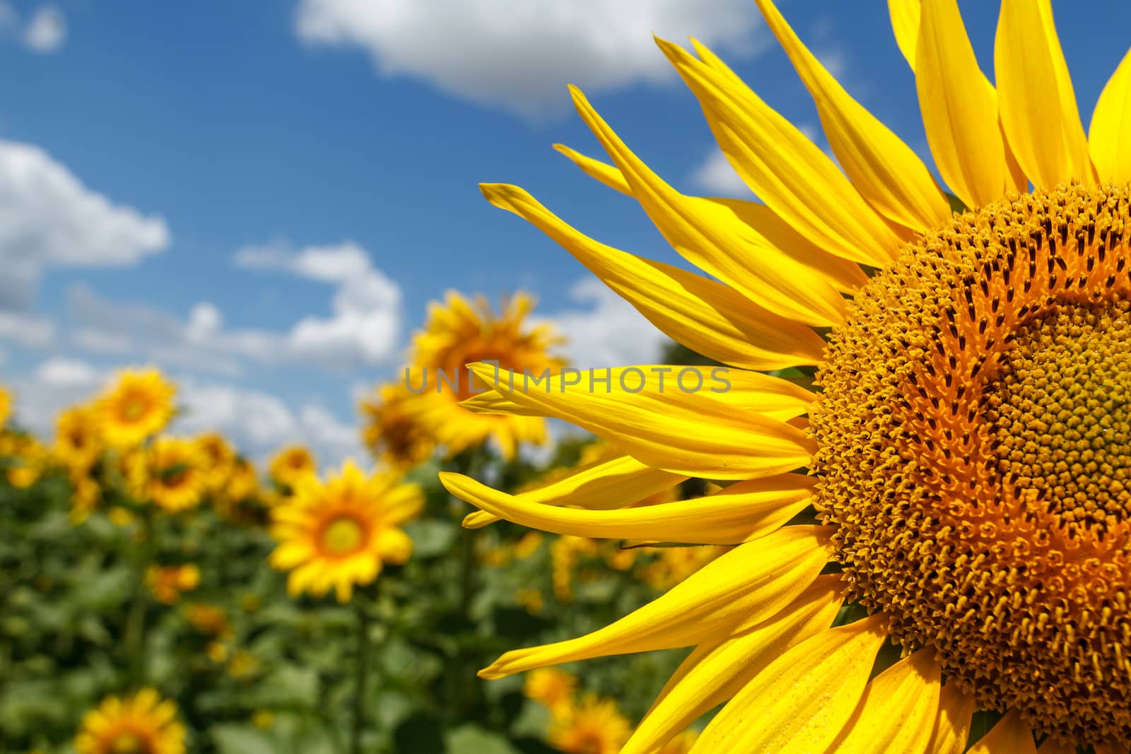 Sunflower close-up on a background of the cloudy sky by fogen