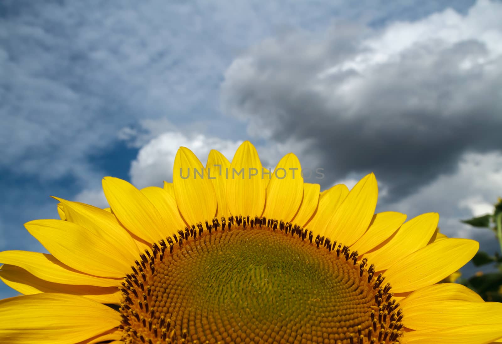 Sunflower close-up on a background of the cloudy sky by fogen