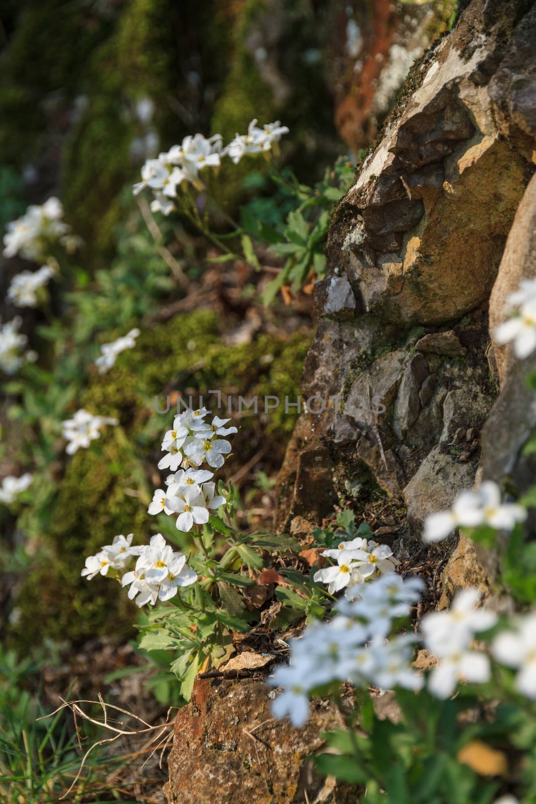 Small white flower plant, growing between the rocks