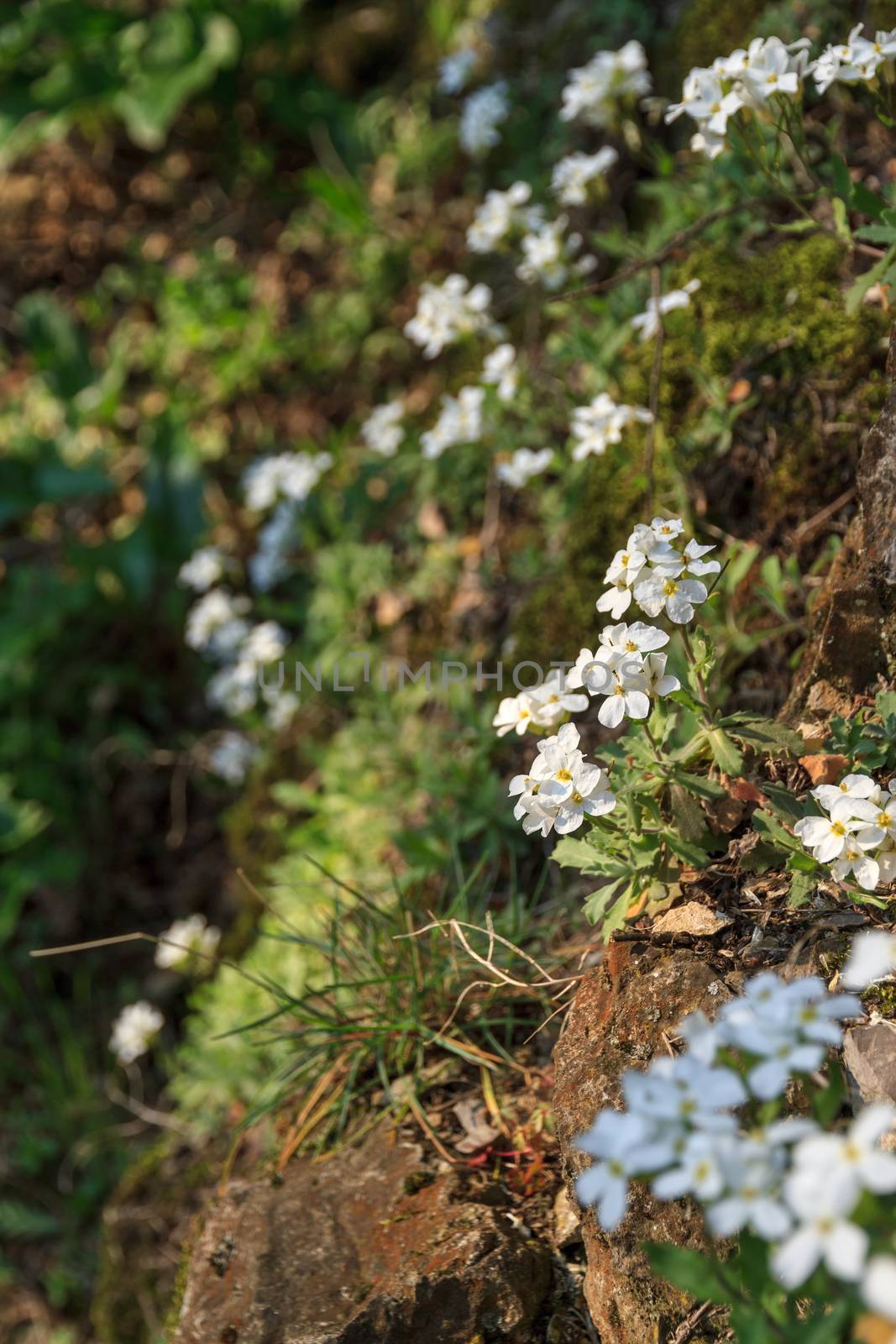 Small white flower plant, growing between the rocks