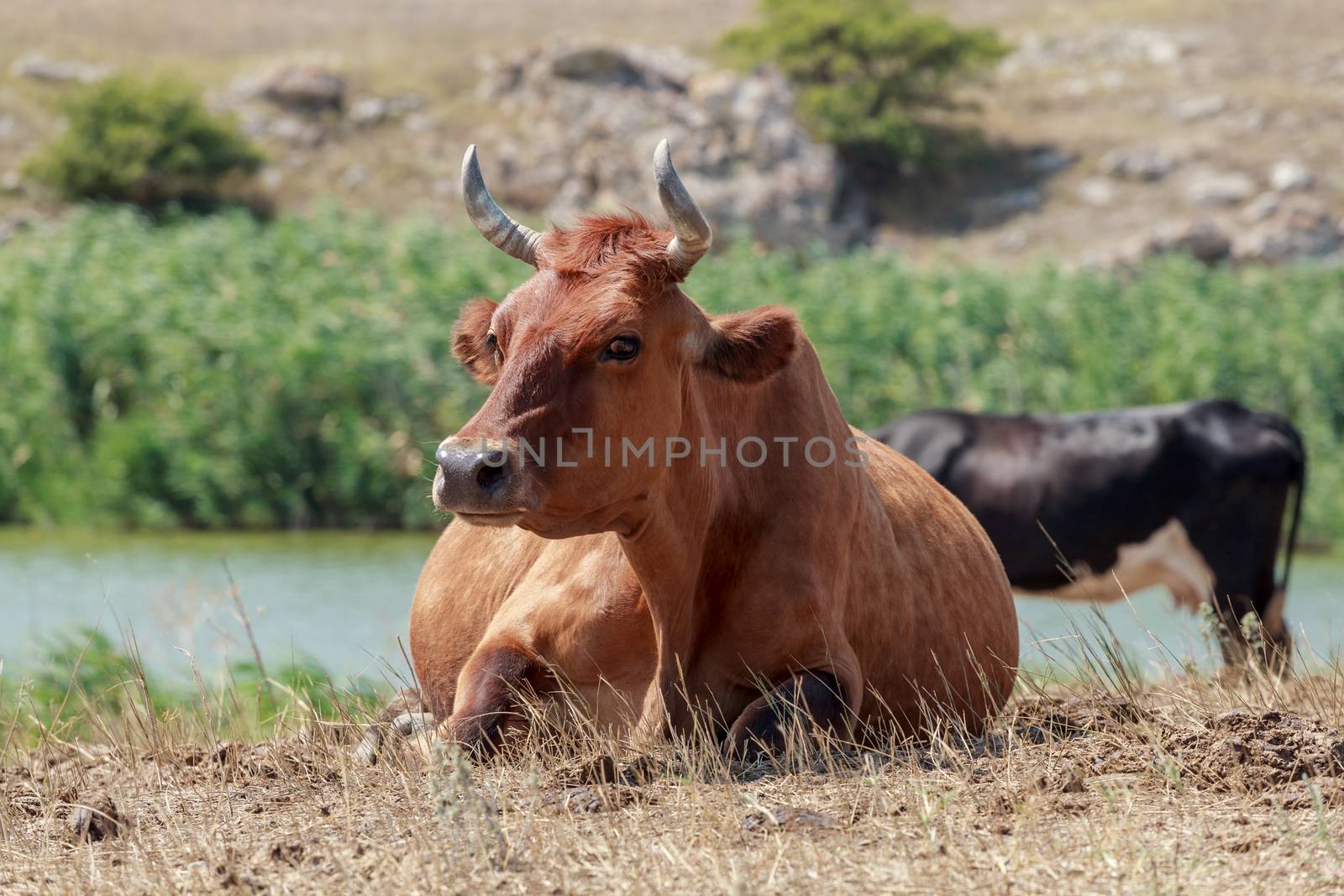 cow lying in a pasture by fogen