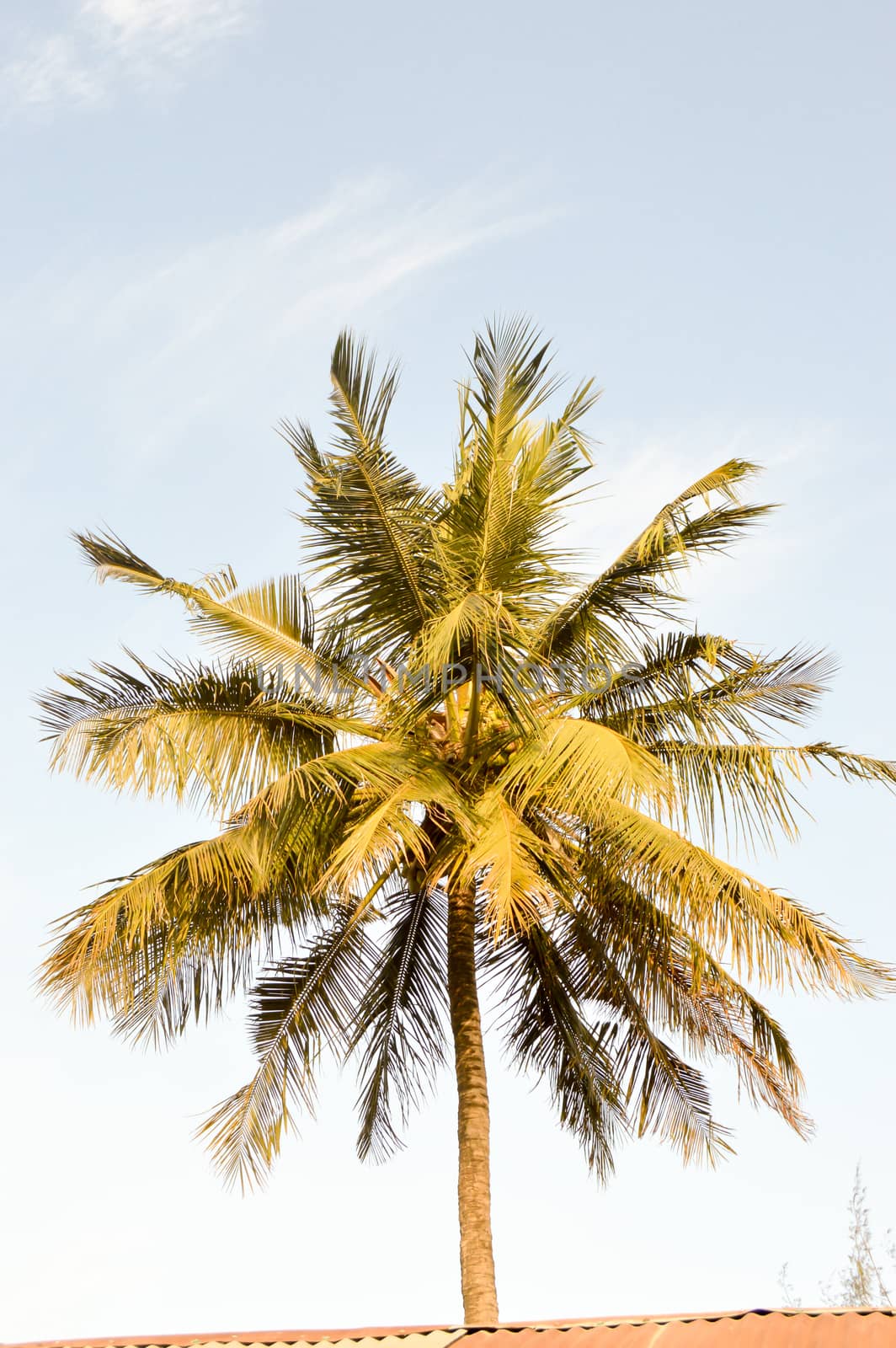 Palm tree seen from the bottom with branches of other palm trees of all sides