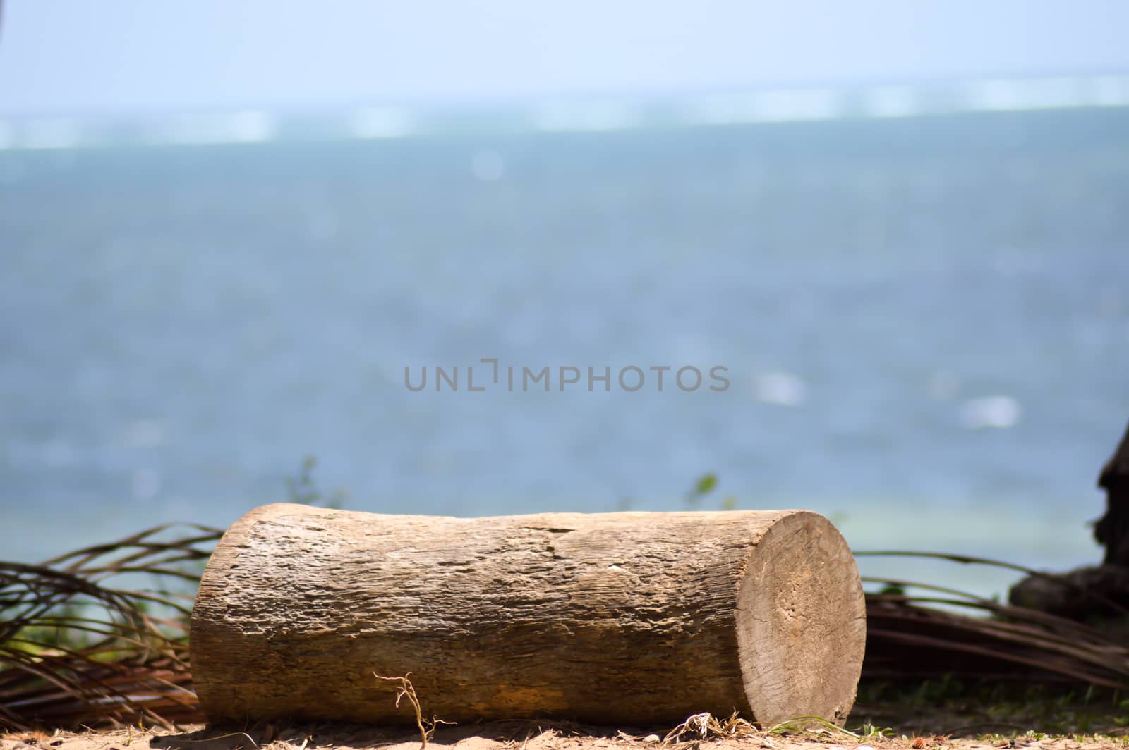 Piece of palm trunk posing in front of the Indian Ocean at Bamburi in Kenya