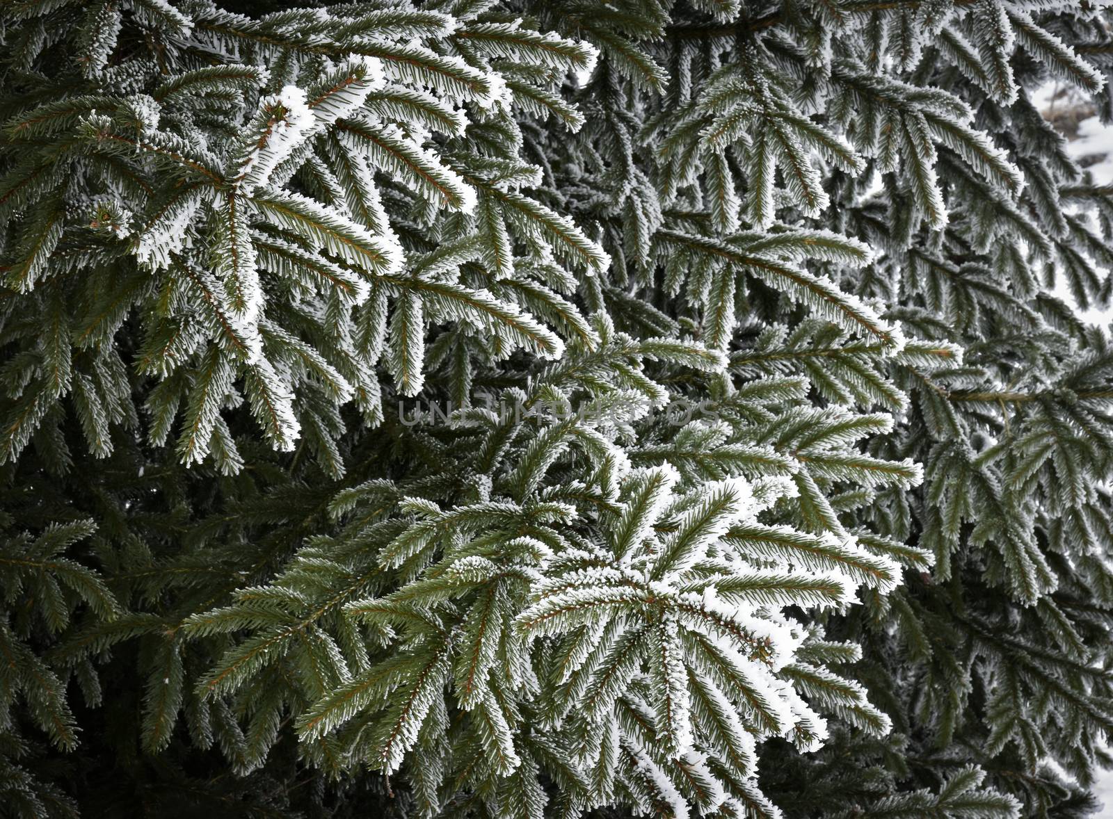 Abstract seasonal background Spruce twigs with icing