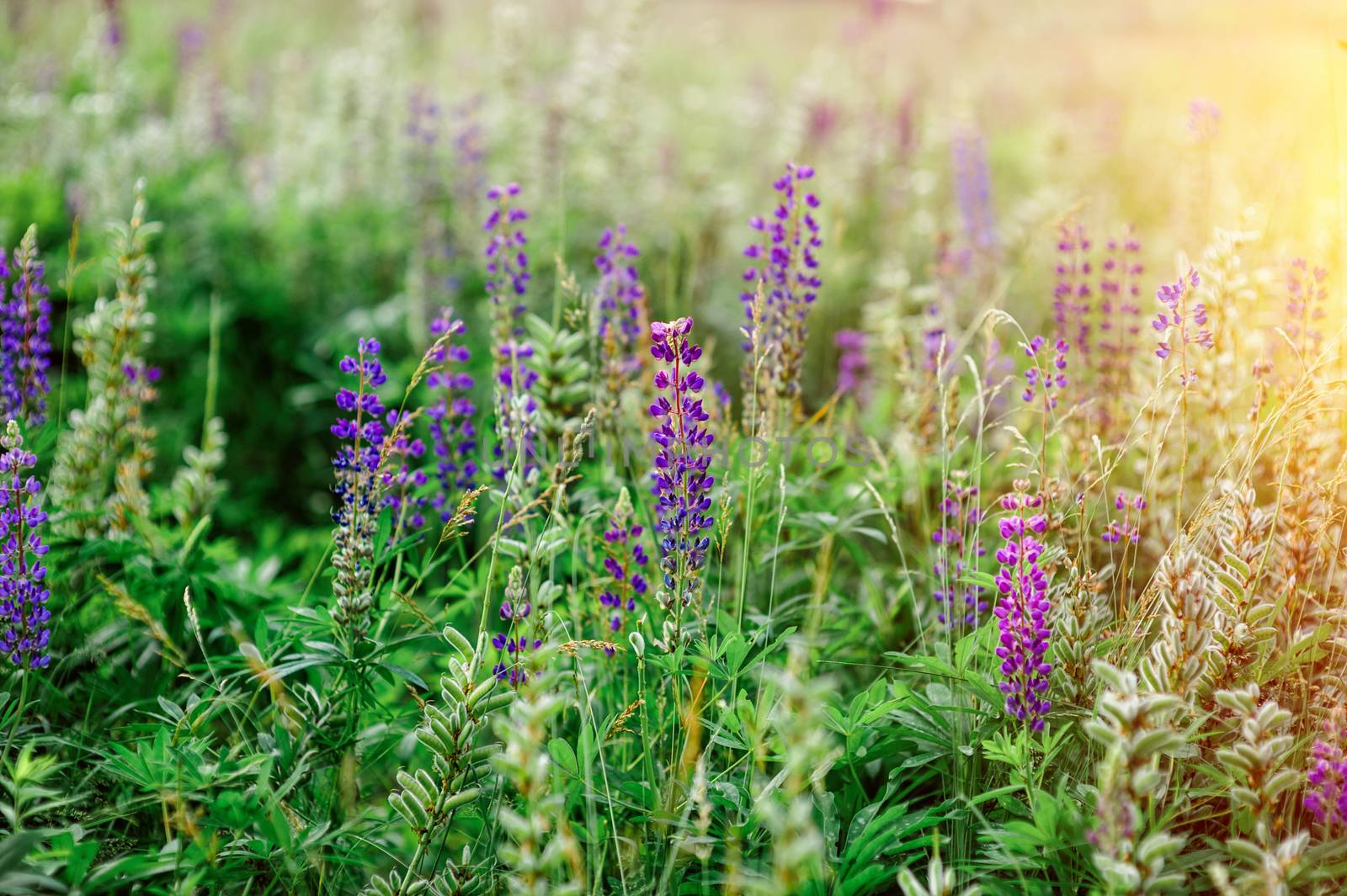 spring flowers lupine field on a sunny day.