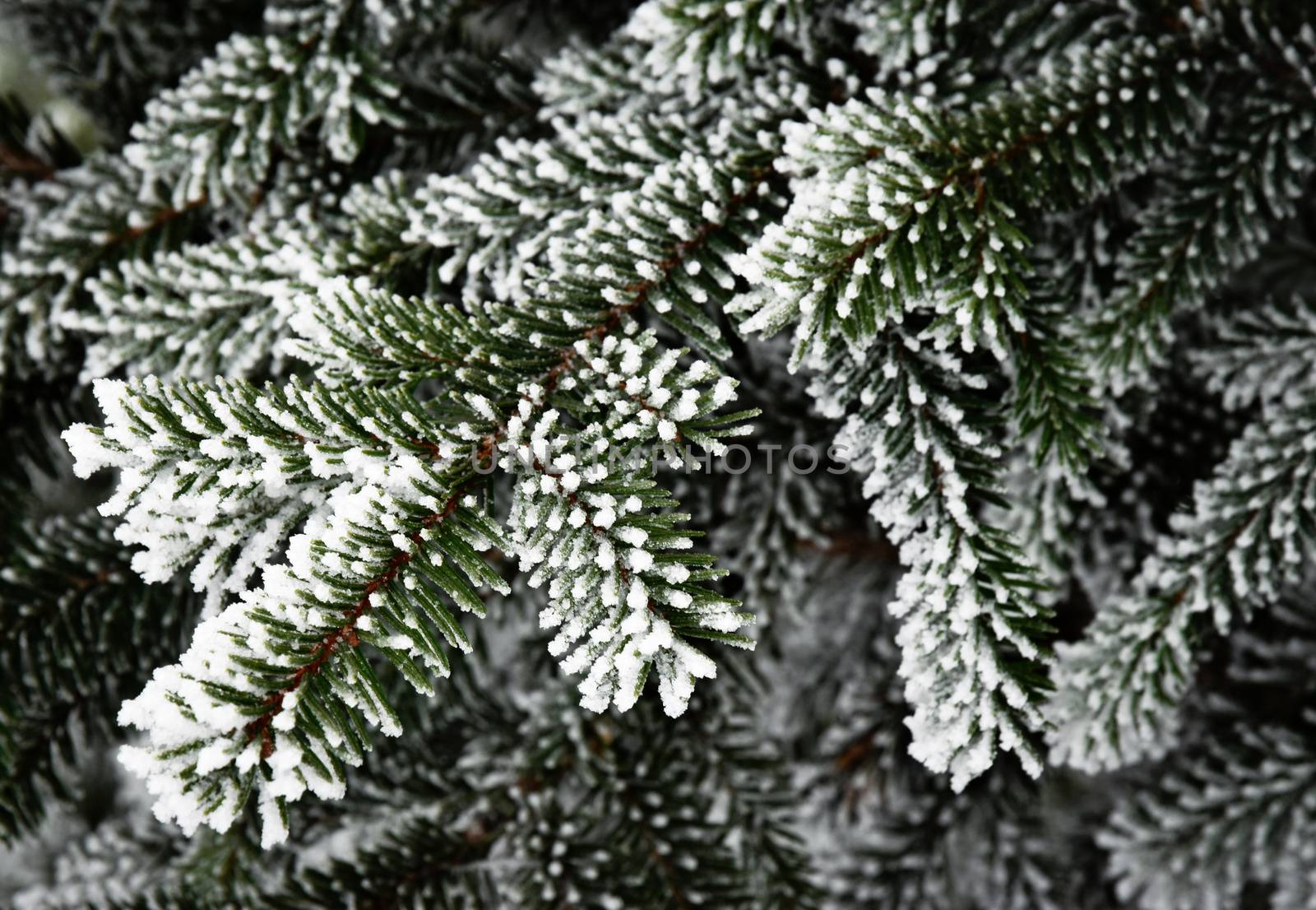 Abstract seasonal background Spruce twigs with icing