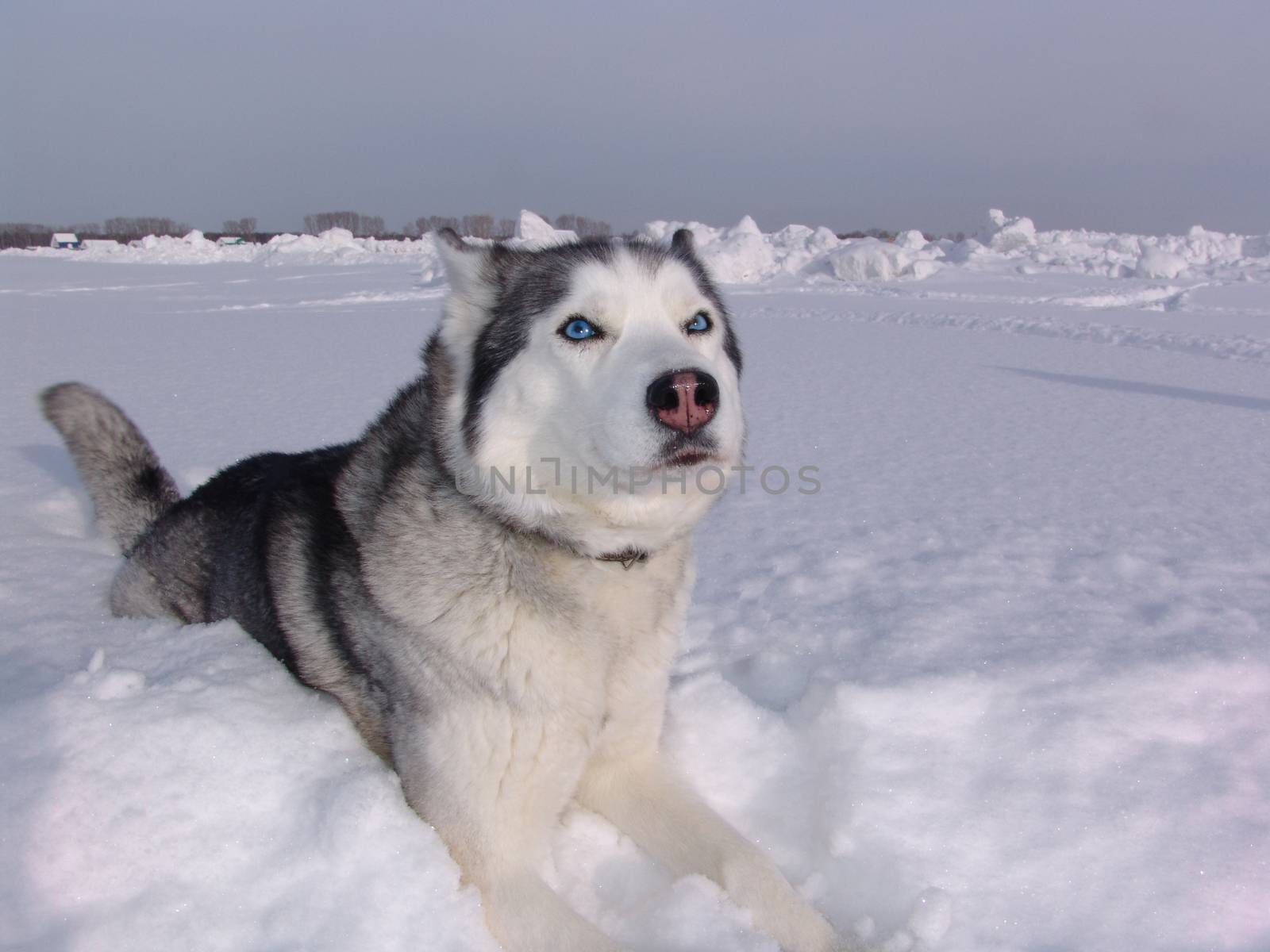 The dog  husky in the winter