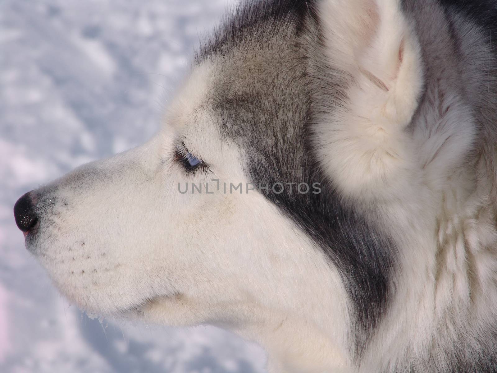 The dog  husky in the winter