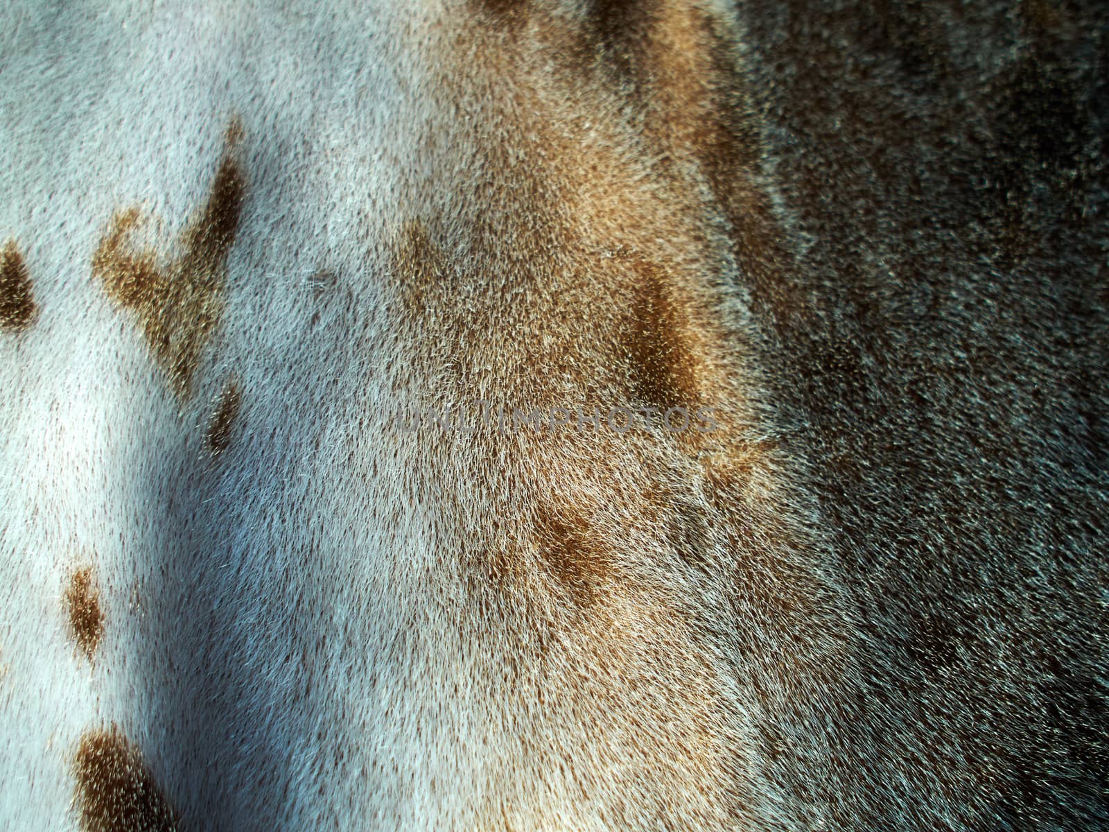 Texture of Arctic seal sea lion fur in close up view