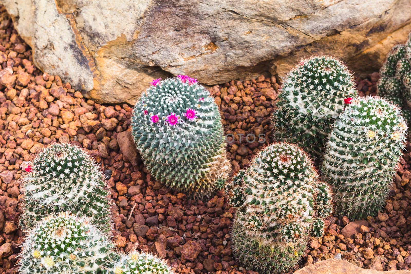 cactus plant in garden with little stone by luckyfim