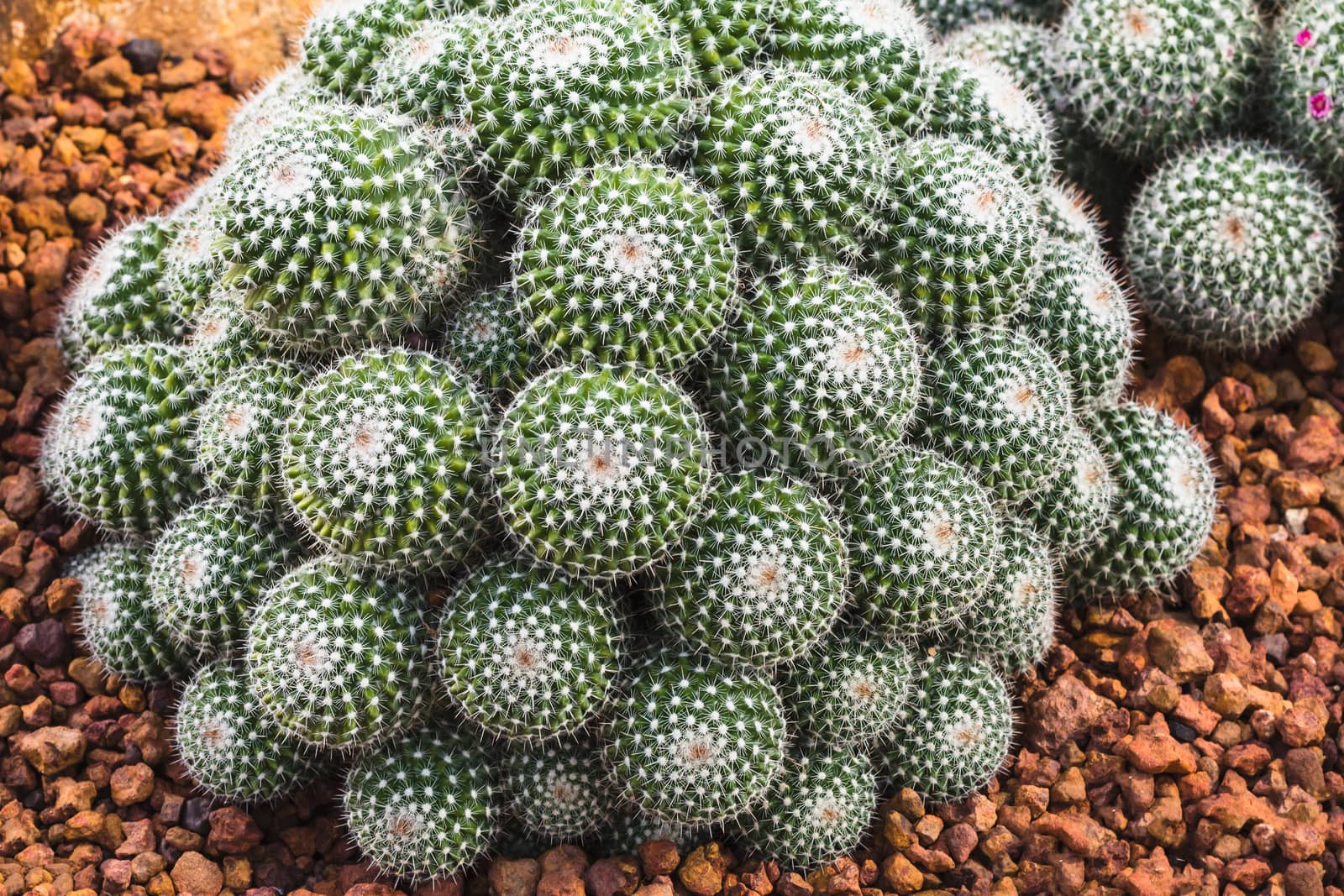 cactus plant in garden with little stone