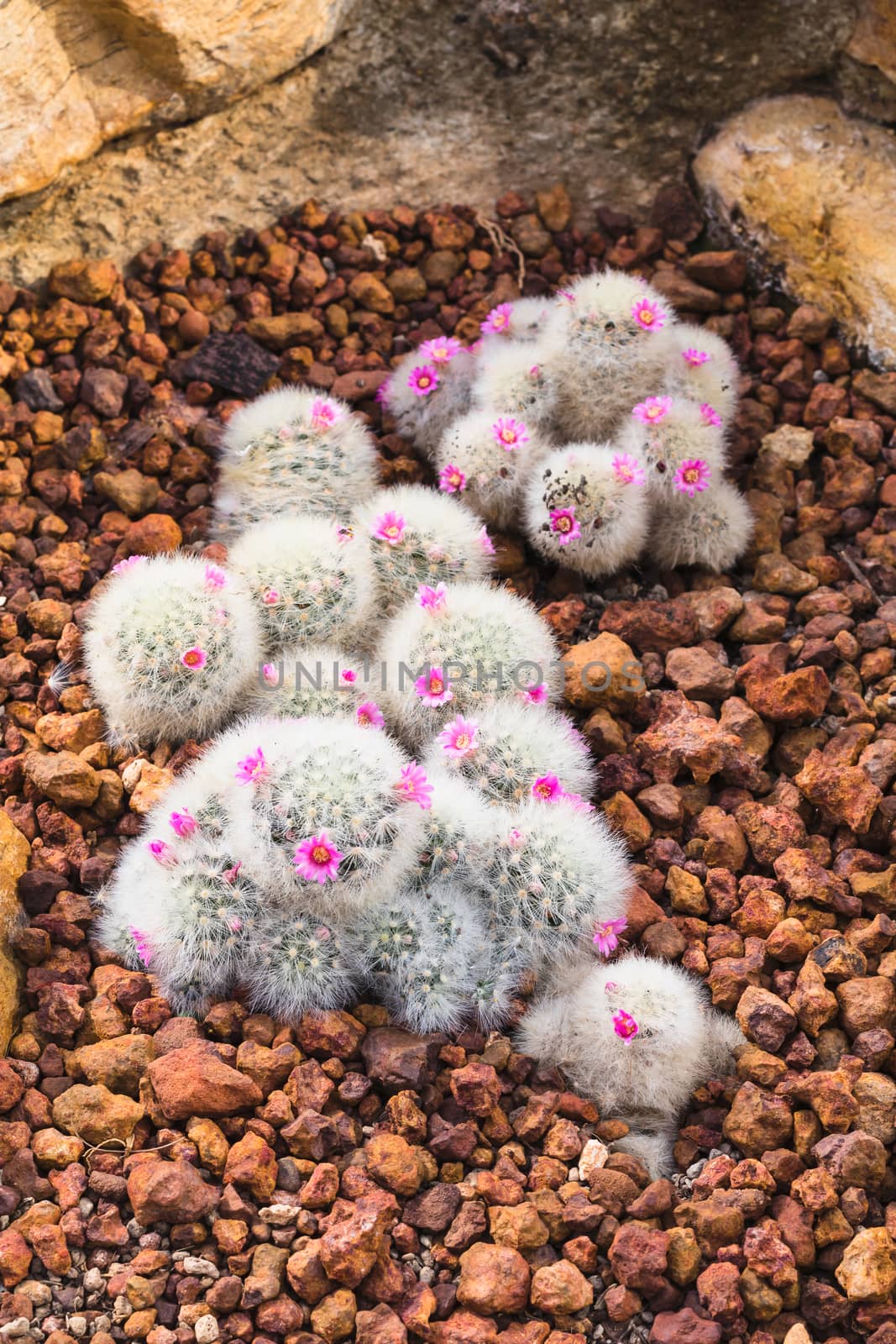 cactus plant in garden with little stone