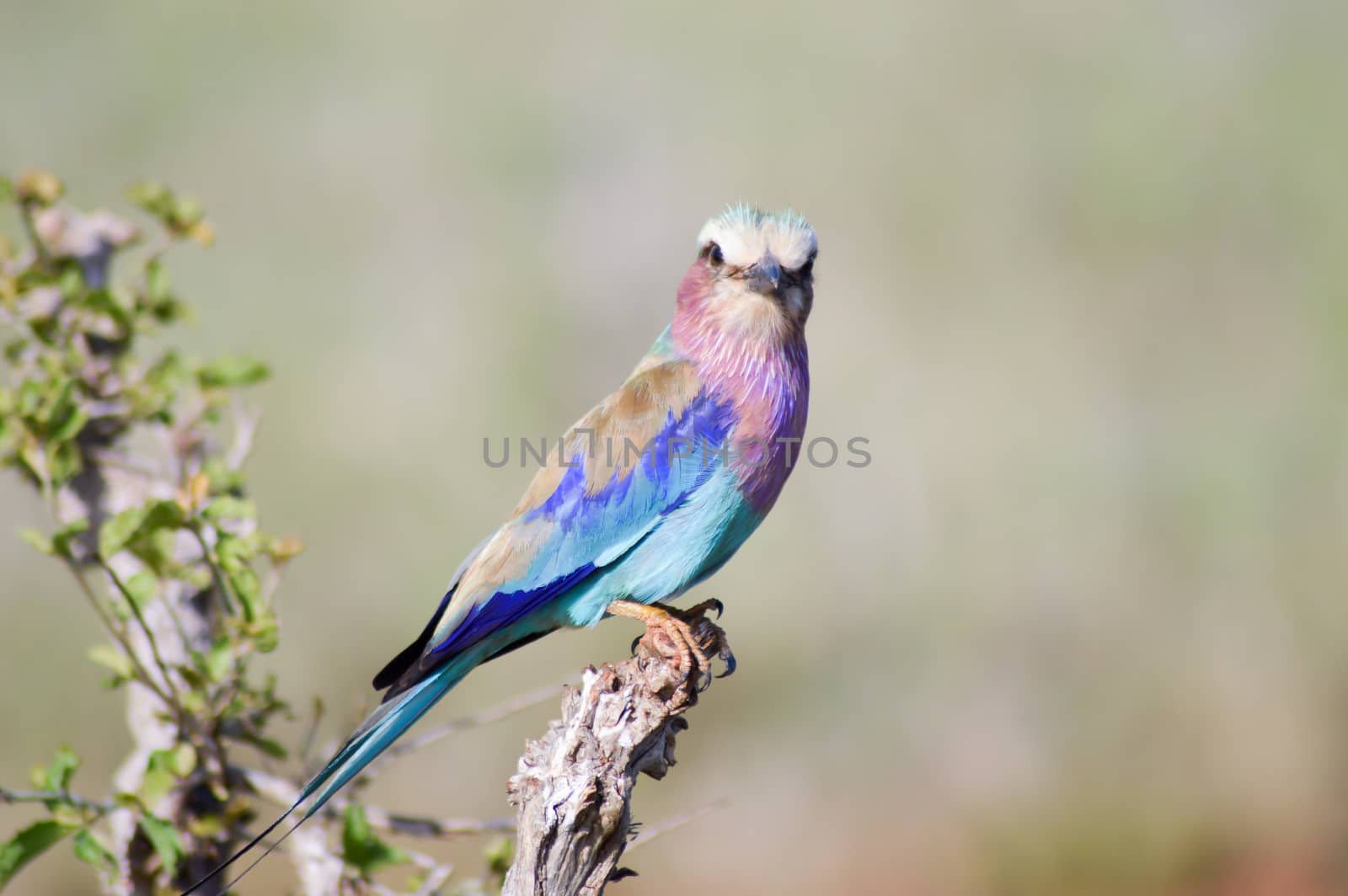 Roller with long strands on a tree in the savannah of Tsavo West park in Kenya