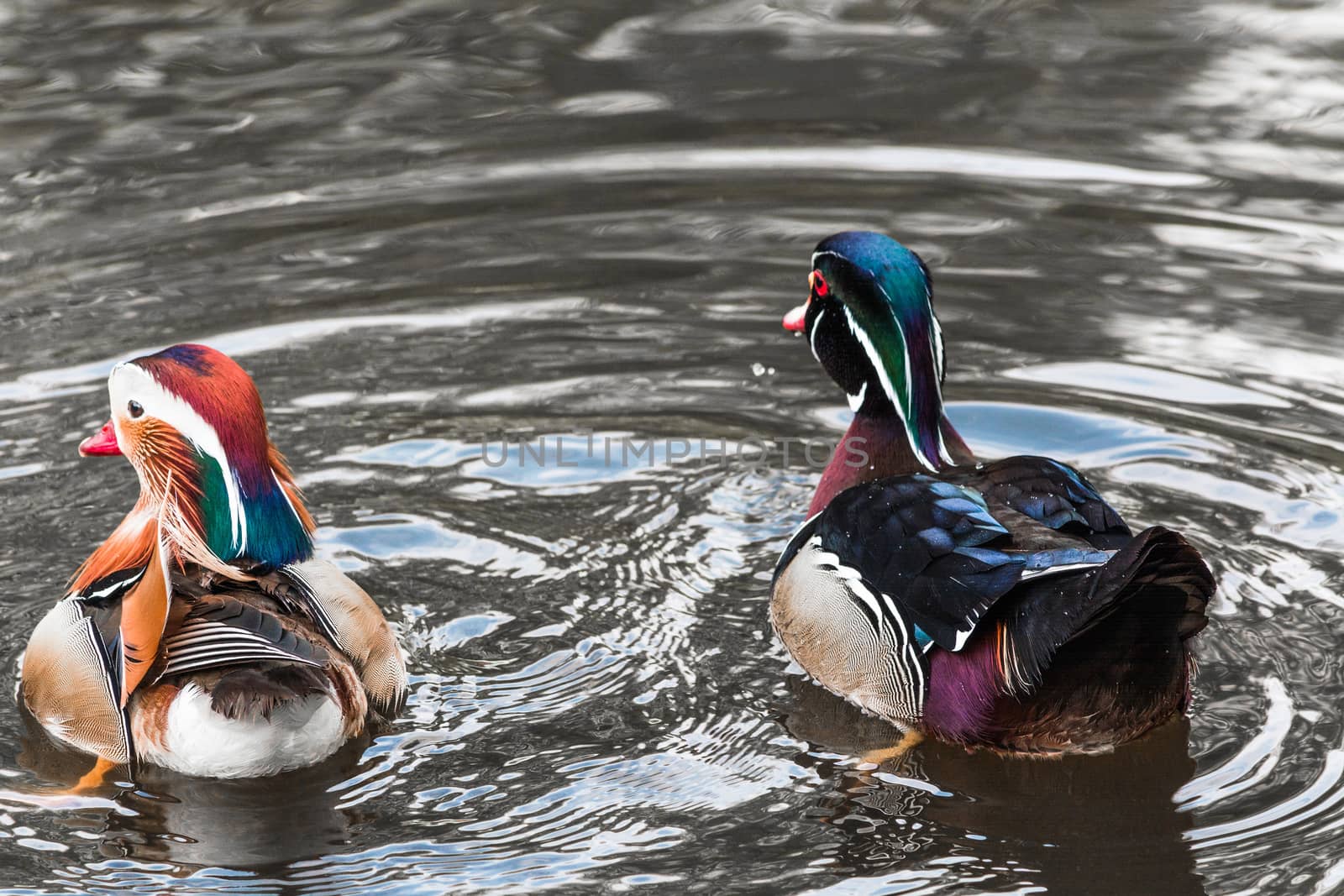 Closeup Mandarin duck (Aix galericulata) swimming in a pond.