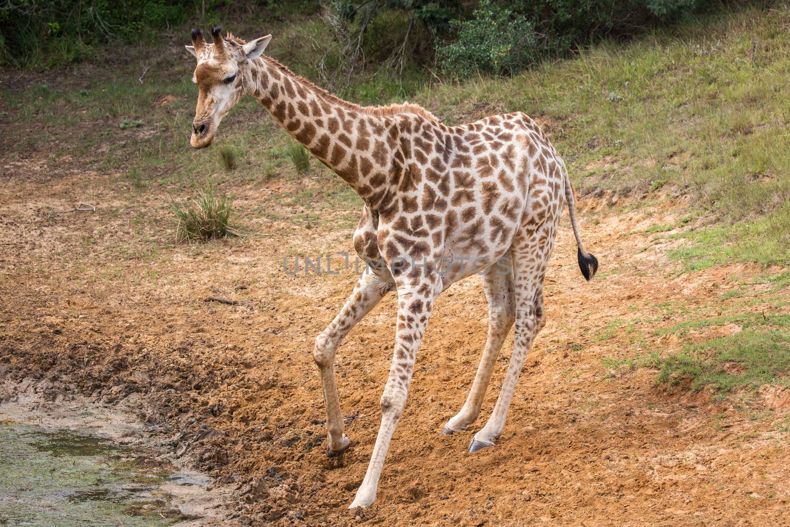 Young giraffe looking whre to drink at a waterhole