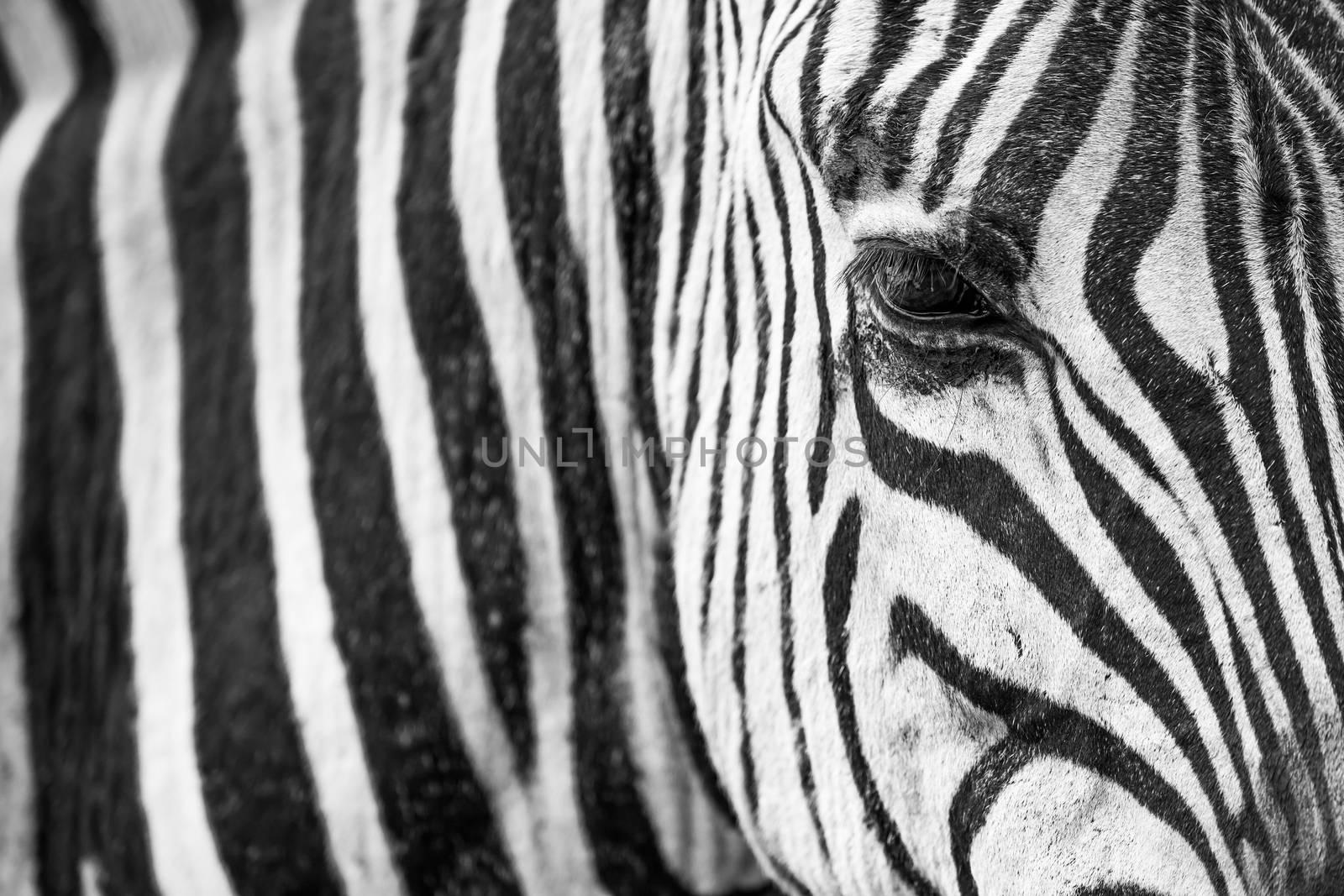 Close uo of a zebra showing black and white pattern and eye