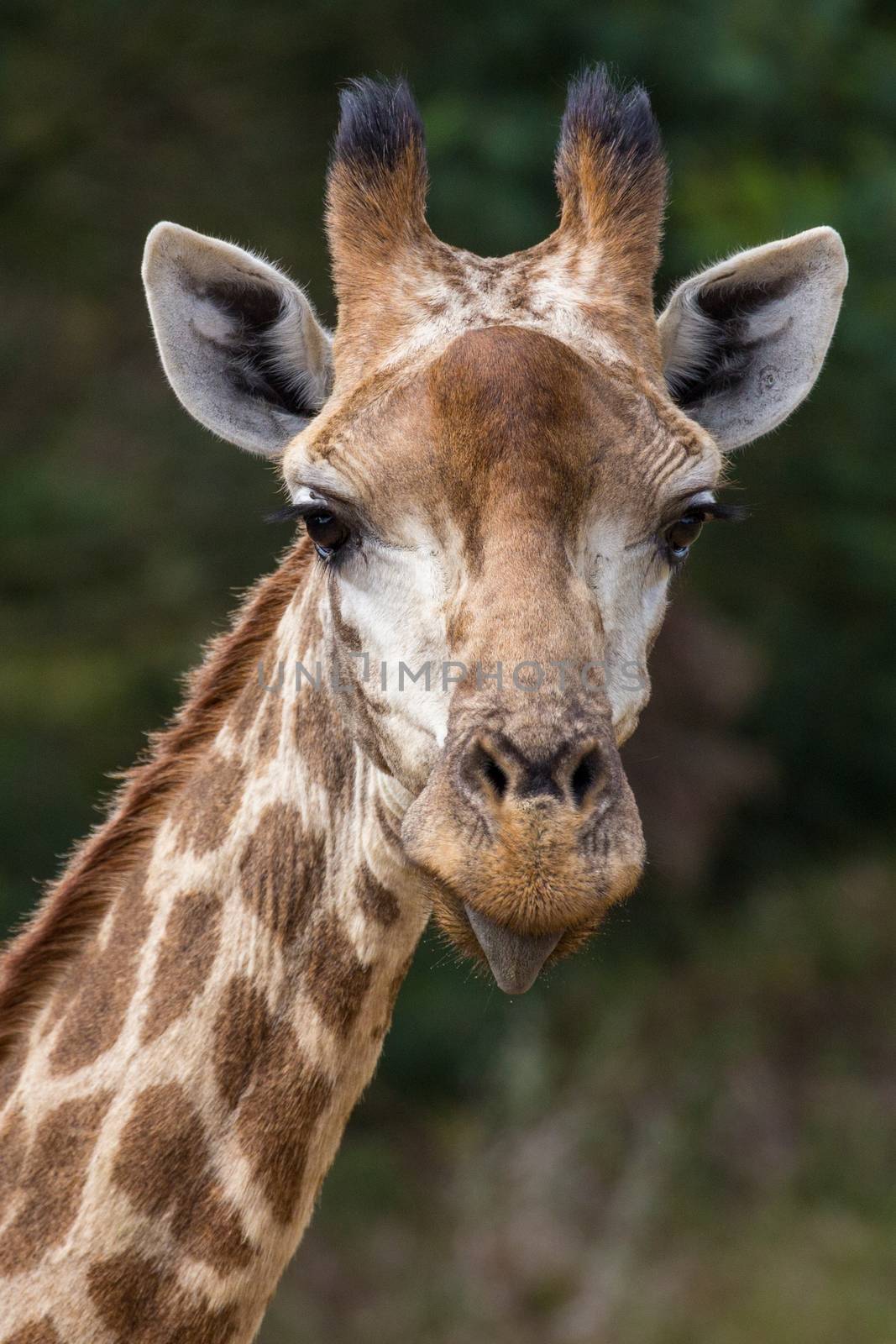 Portrait of a giraffe with funny expression and tongue sticking out