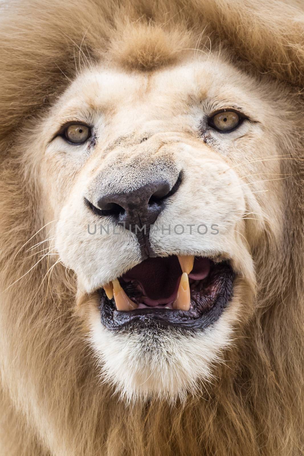 Close up of a white lion with huge teeth or fangs