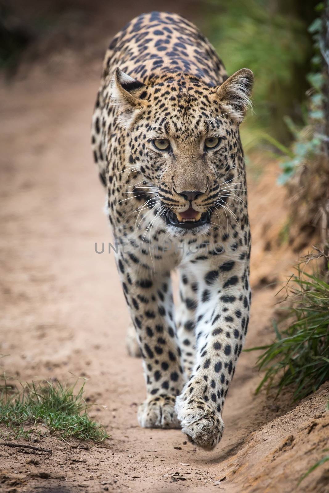 Beautiful leopard with spotted fur walking in South Africa