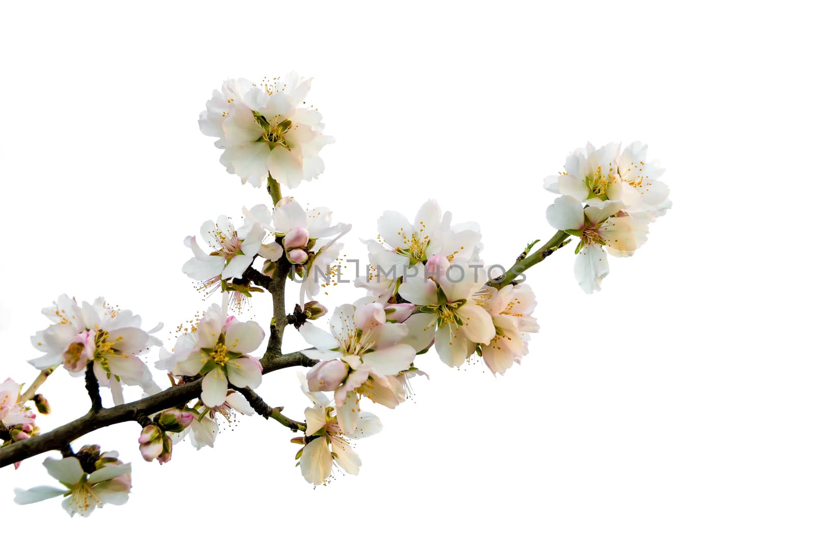 Almond branch, Prunus dulcis, in bloom isolated over white background.