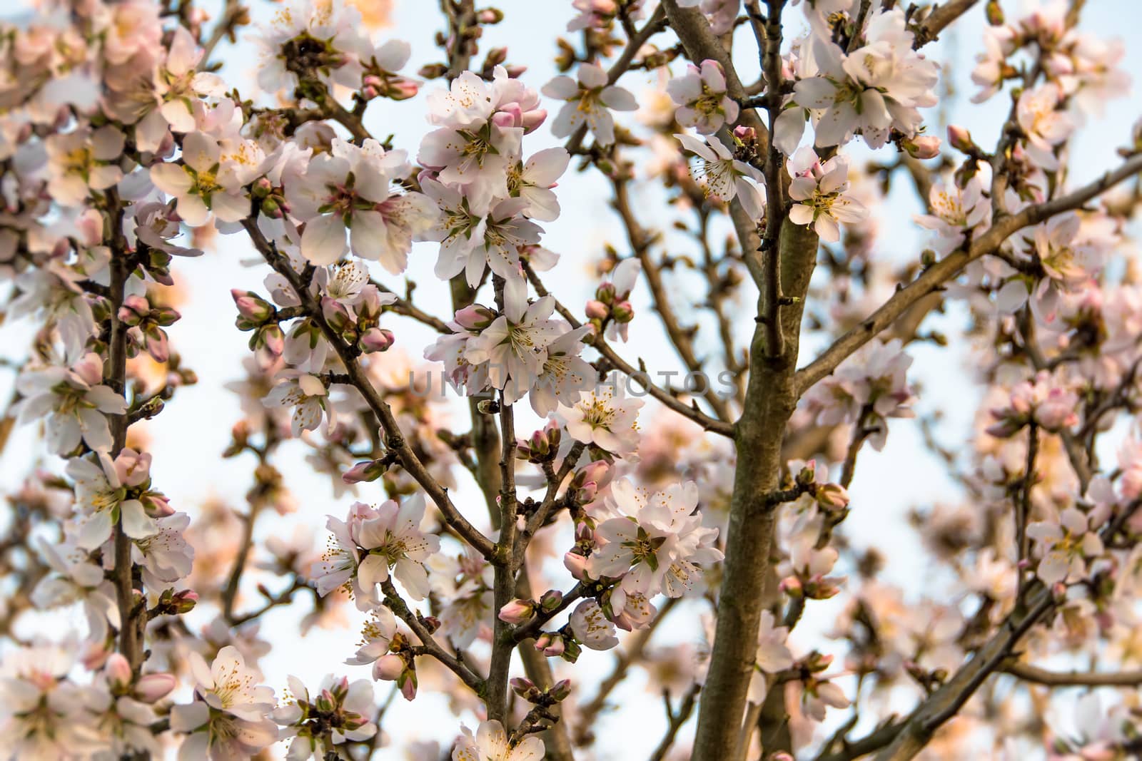 Almond Tree in Bloom by whitechild