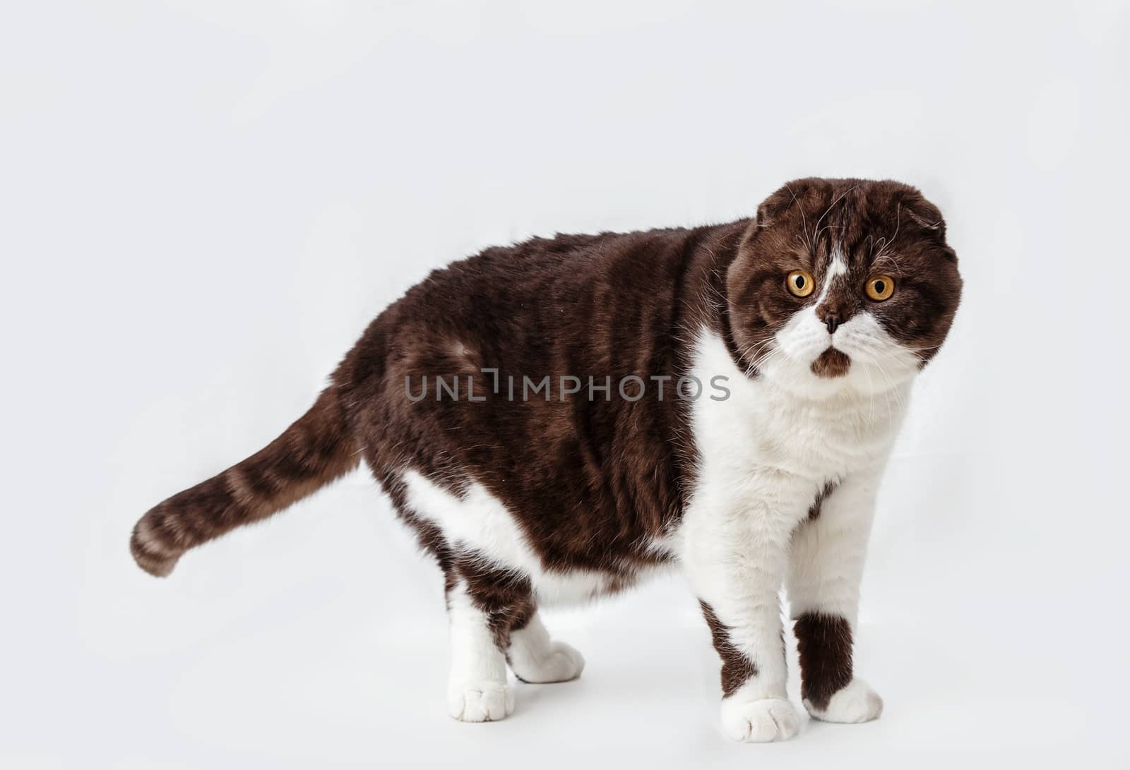 Scottish Fold cat breed on a background of light curtains