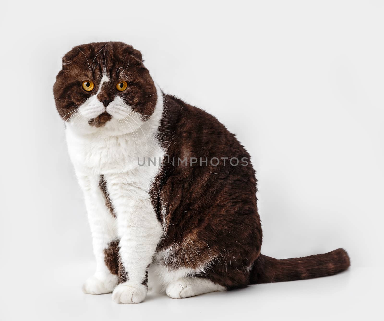 Scottish Fold cat breed on a background of light curtains