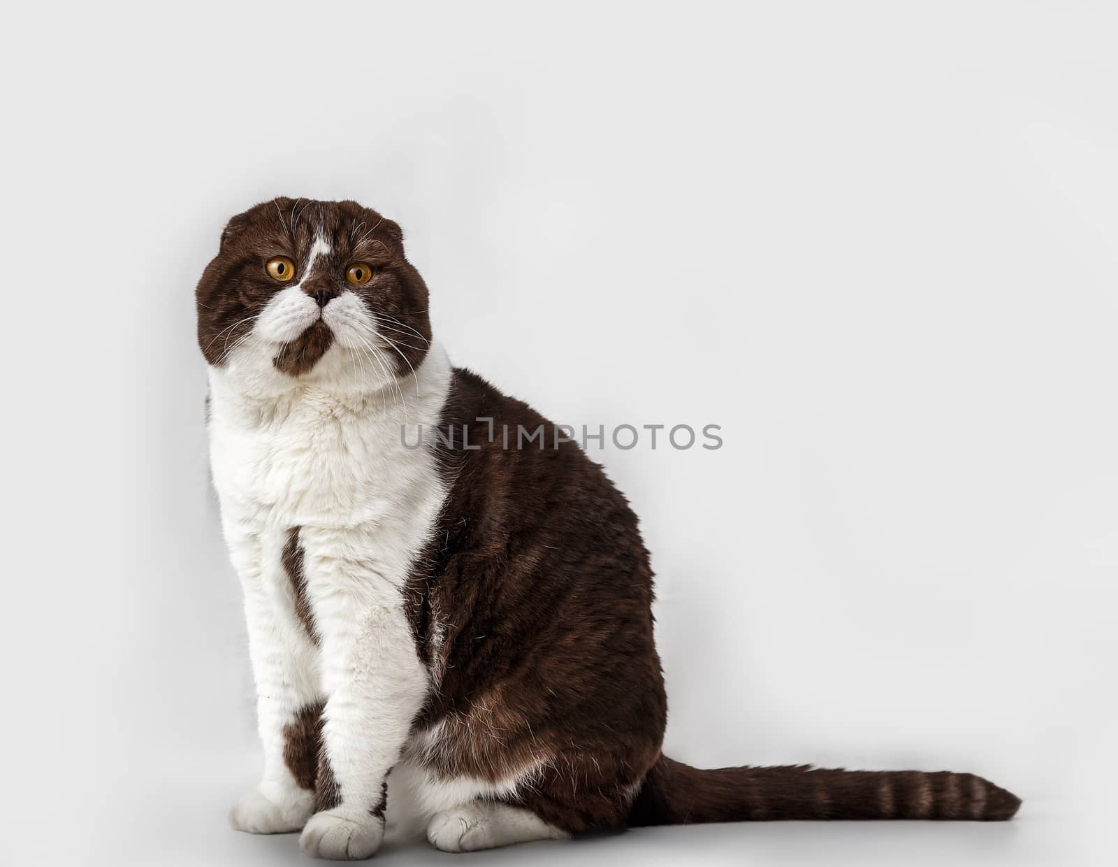 Scottish Fold cat breed on a background of light curtains
