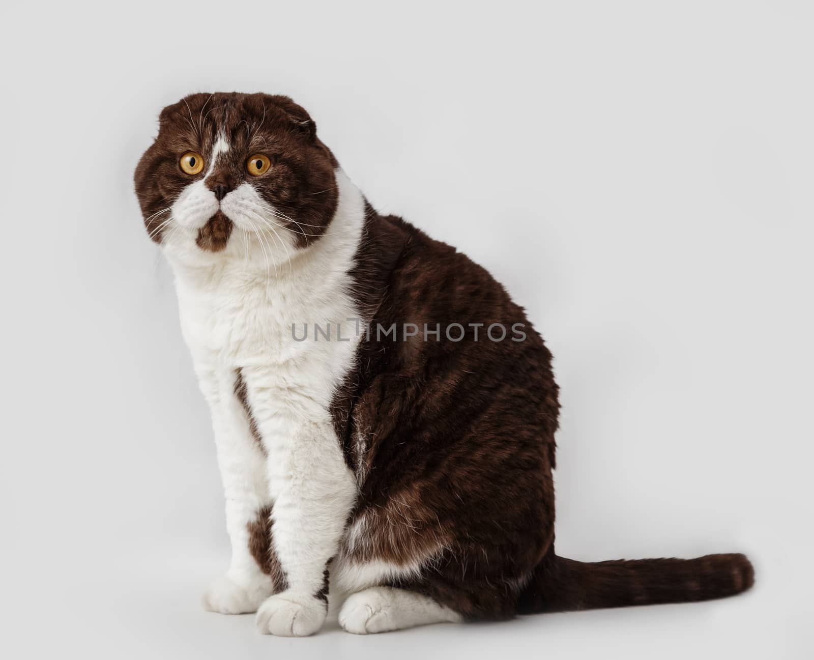 Scottish Fold cat breed on a background of light curtains