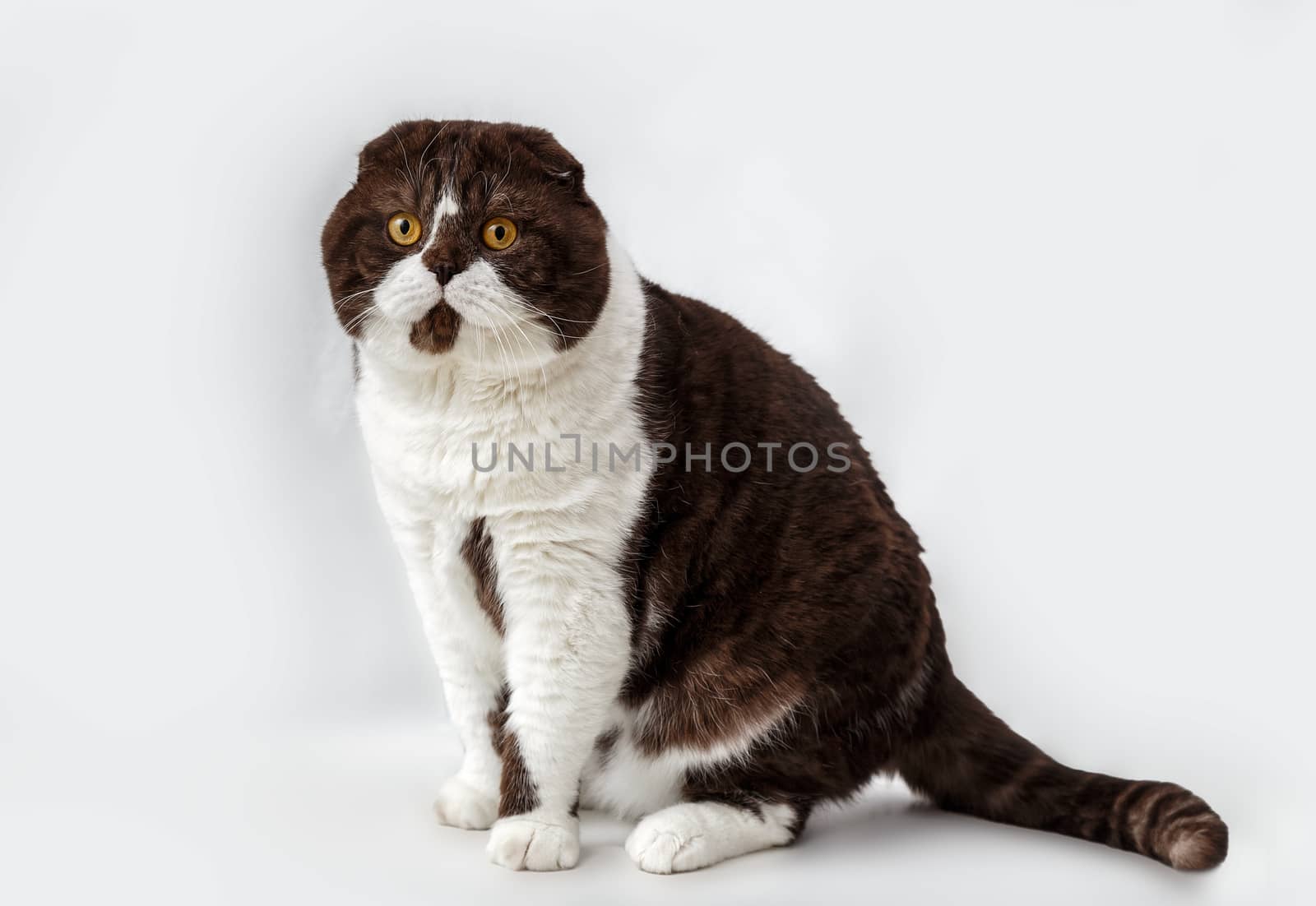 Scottish Fold cat breed on a background of light curtains