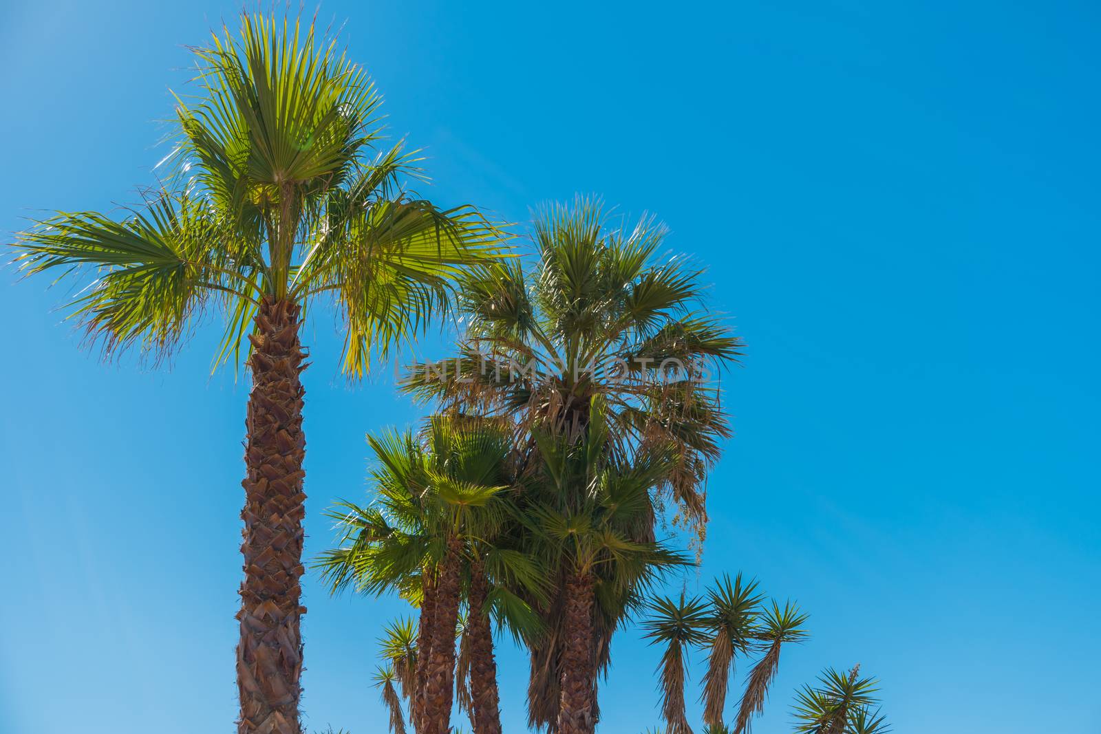 Amazing palm trees in the blue sunny sky. Tropical background by AnaMarques